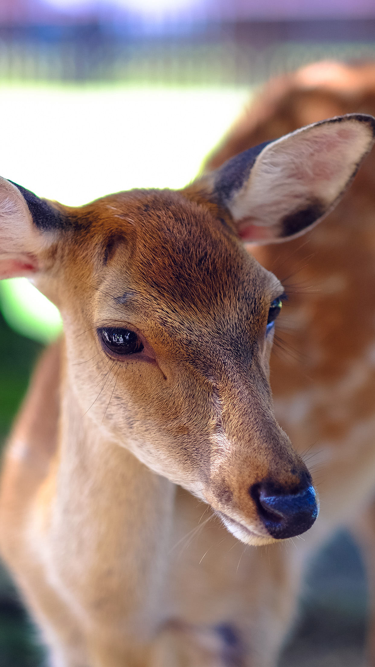 Deer Cute Animal Soft Nature Wallpaper