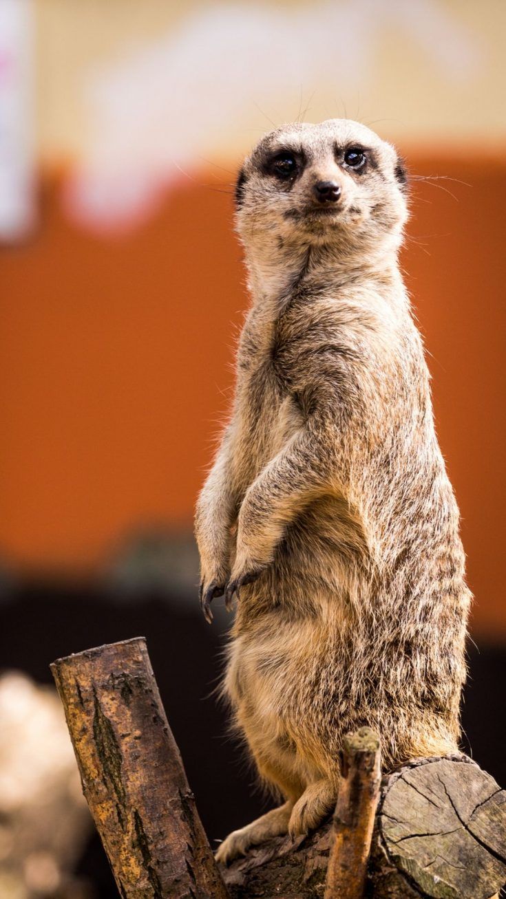 Adorable iPhone Animal Wallpaper HD