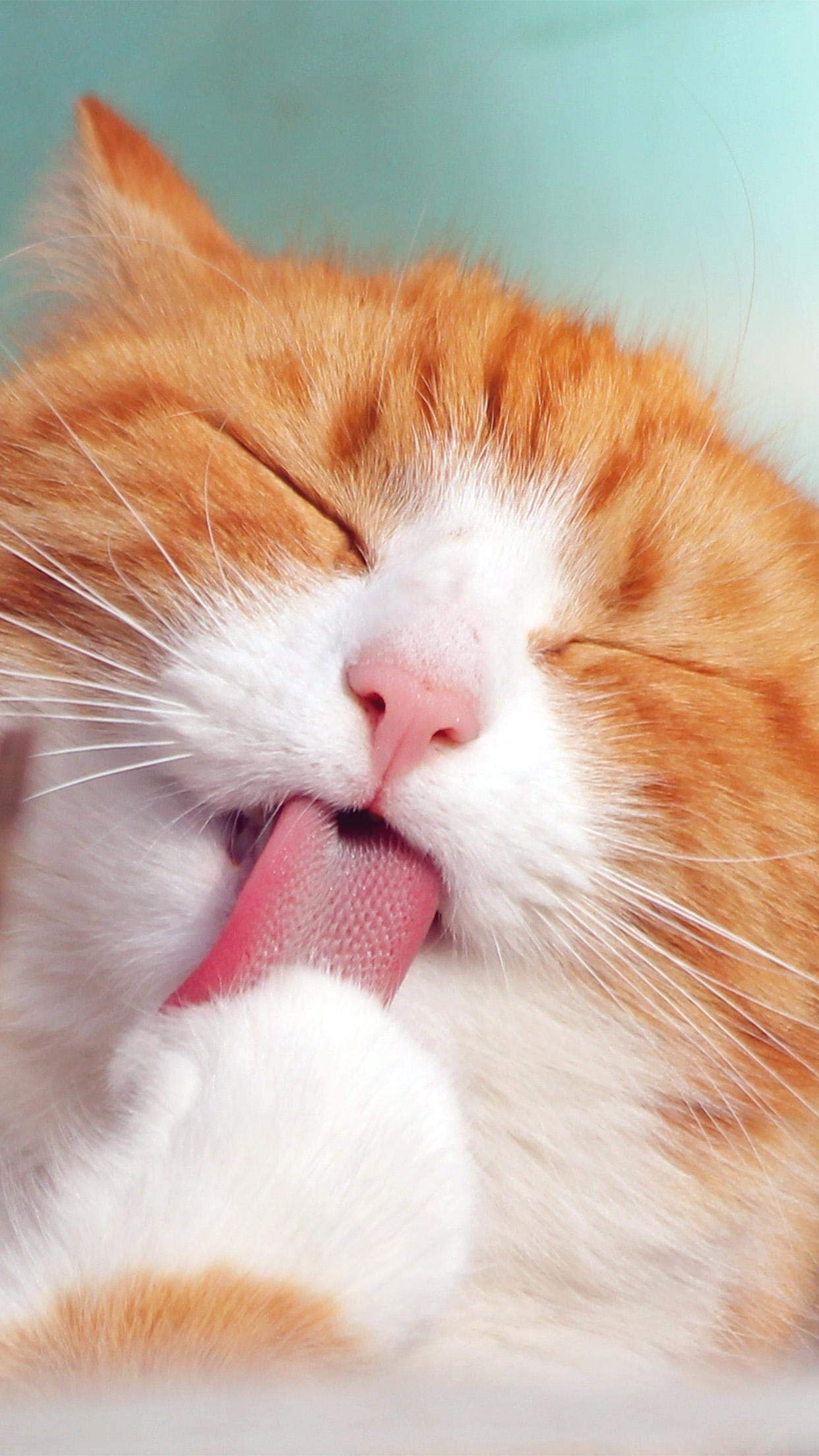 Happycat Animal Cute Smile Orange