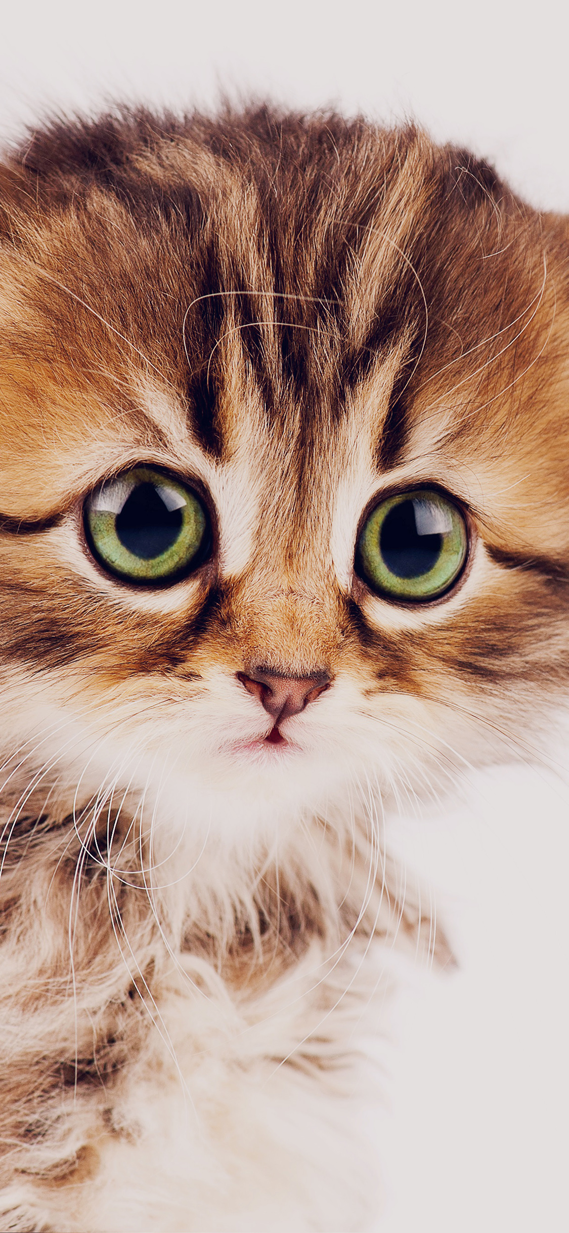 Sad Kitten Cat Animal Nature Cute