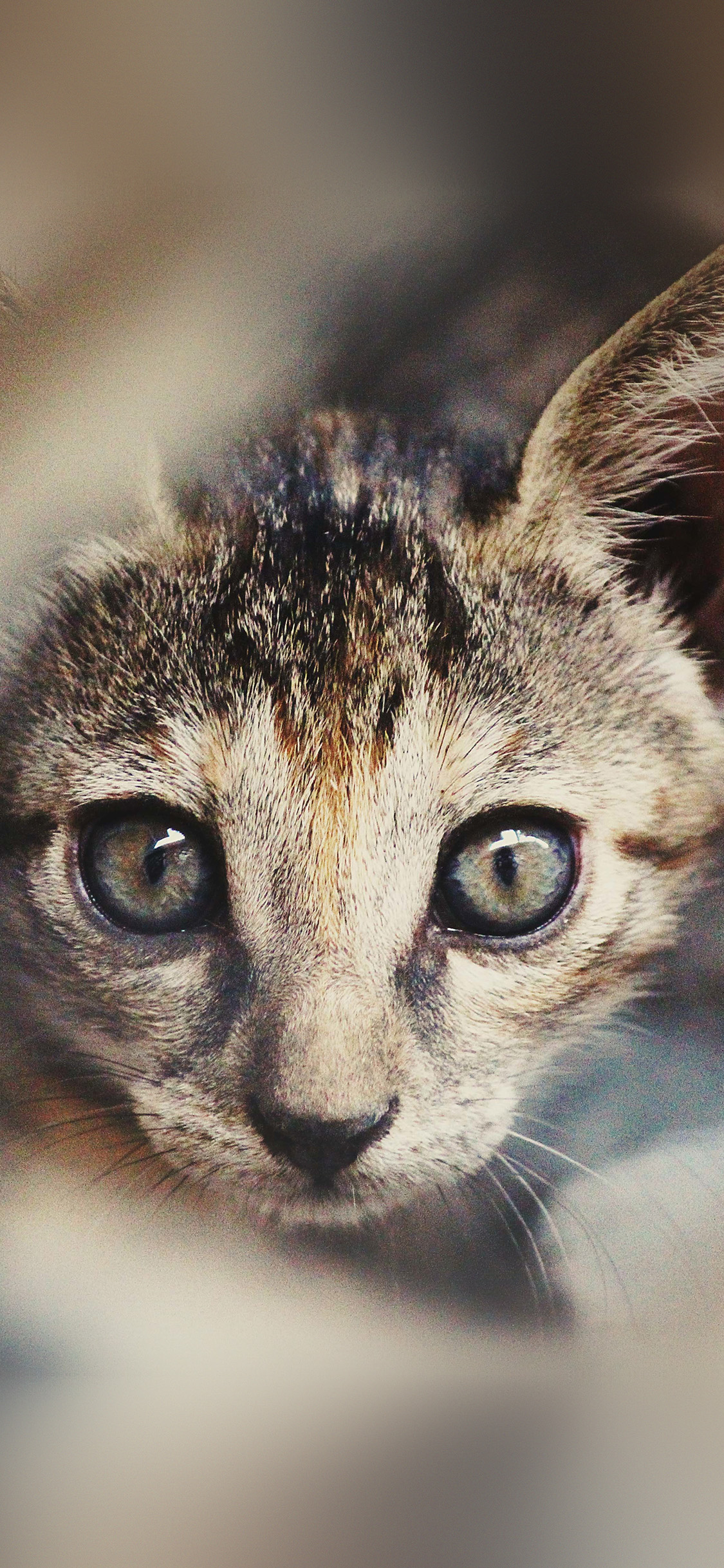 Cat Face Cute Animal Nature Wallpaper