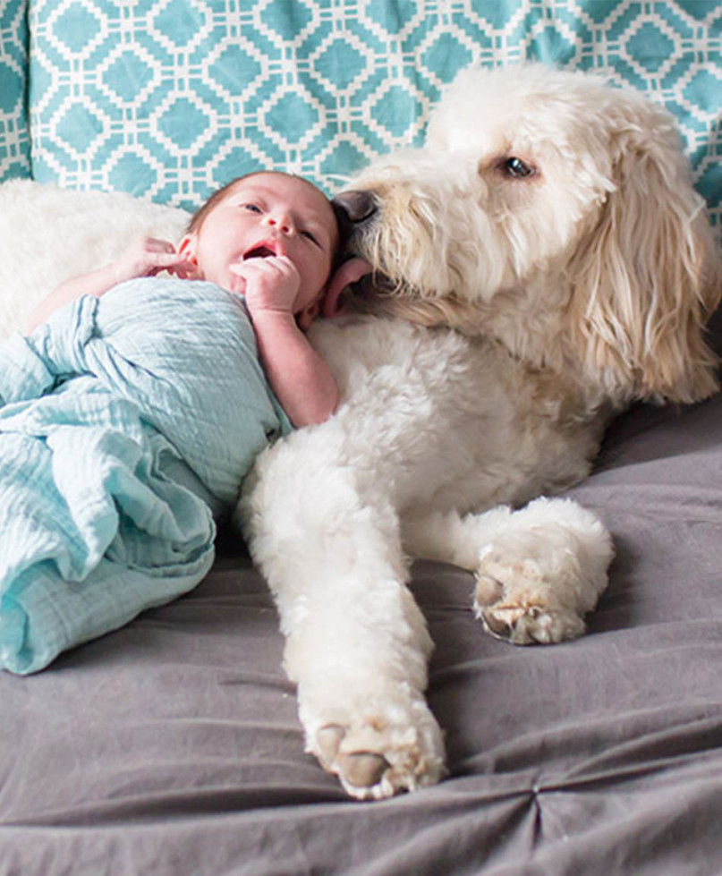 Adorable Dog And Baby Photo That'll
