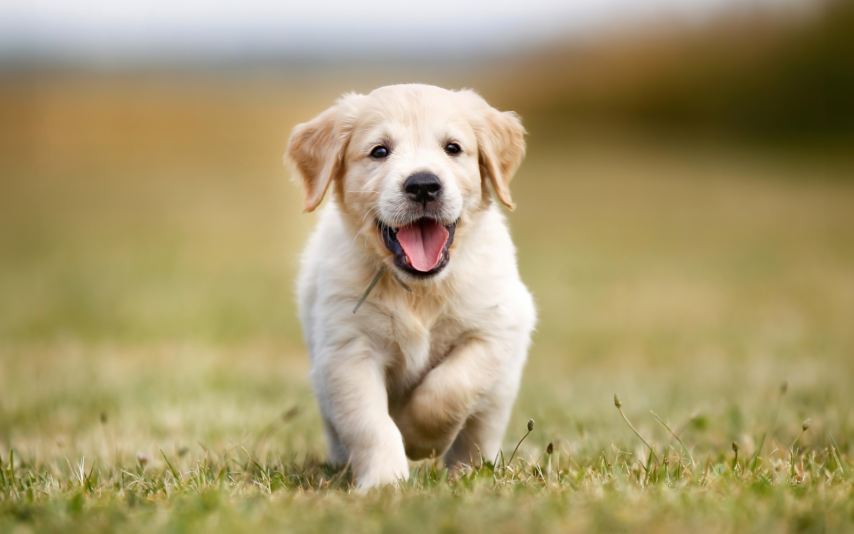 Golden Retriever Wallpaper 4K, Puppy