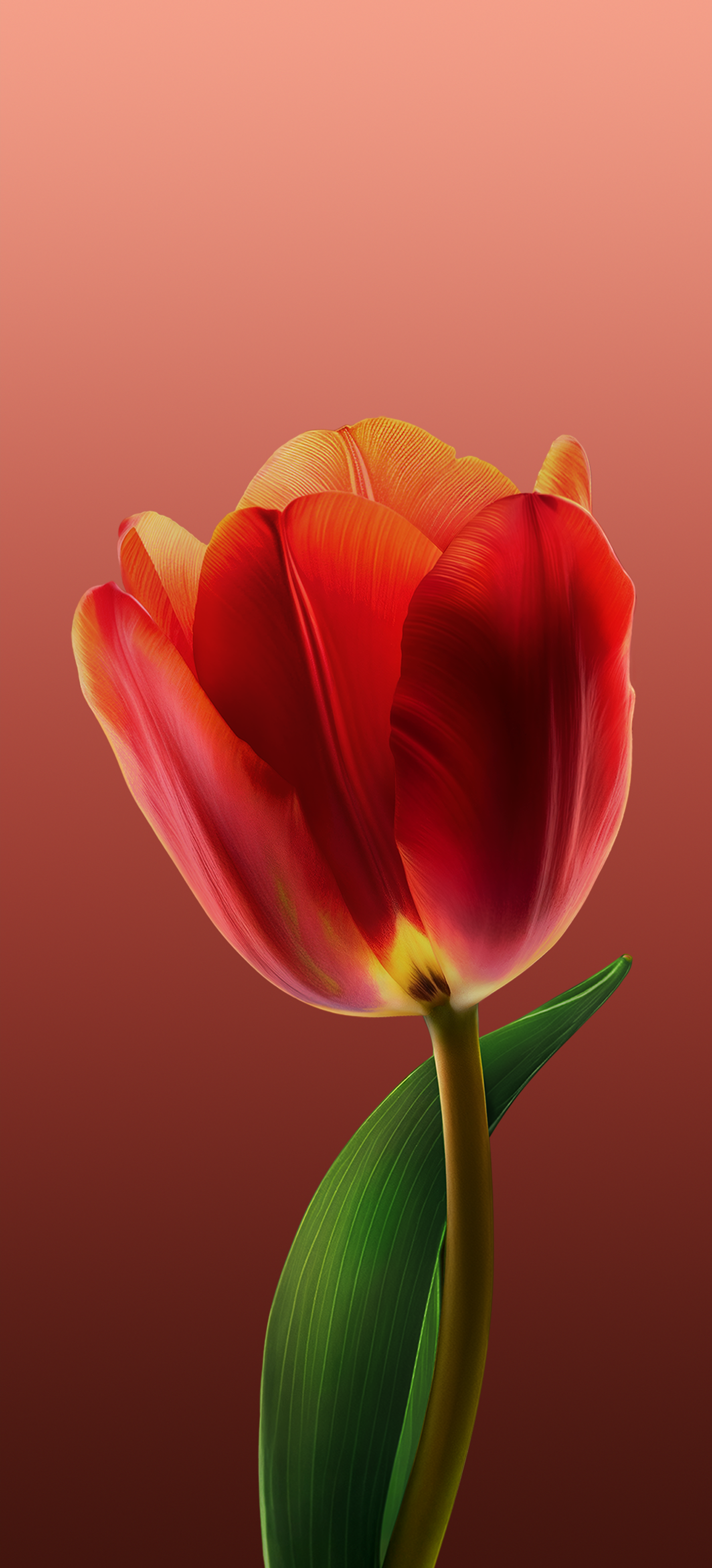 ColorOS 15 wallpaper