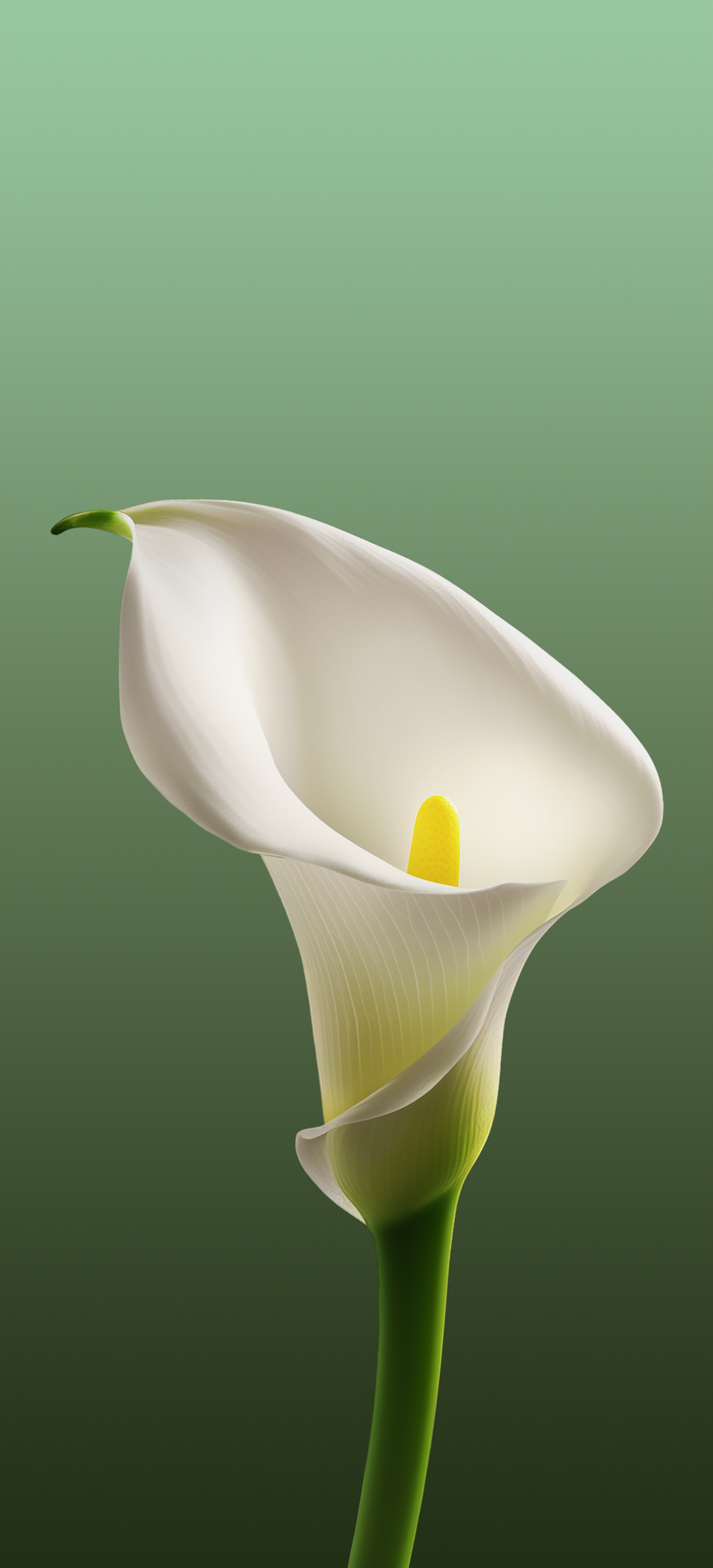 ColorOS 15 wallpaper