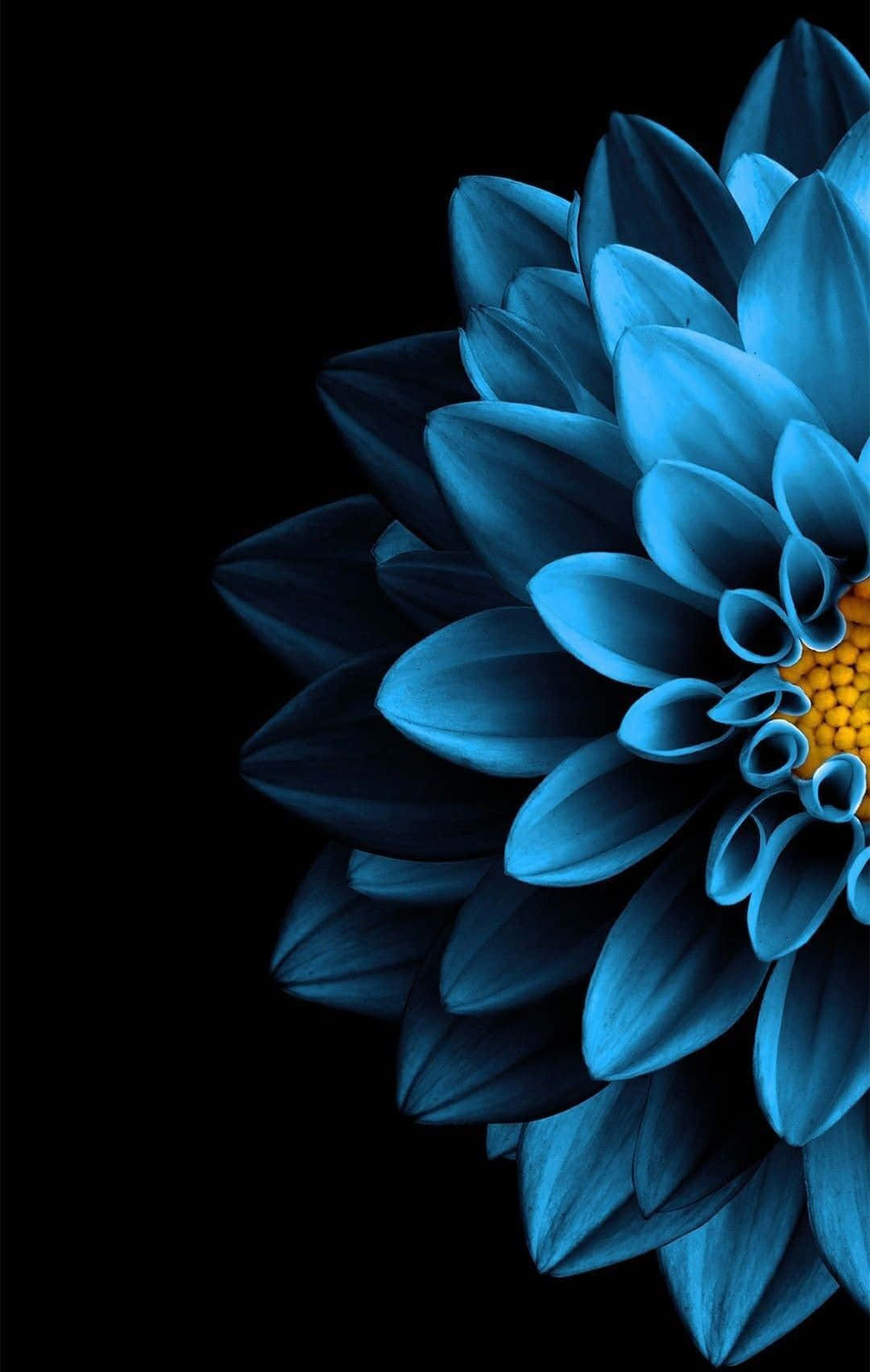 Flowers With Black HD Wallpaper