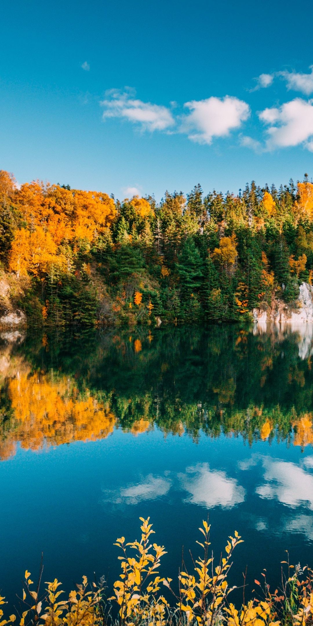 Lake, trees, nature, sunny day