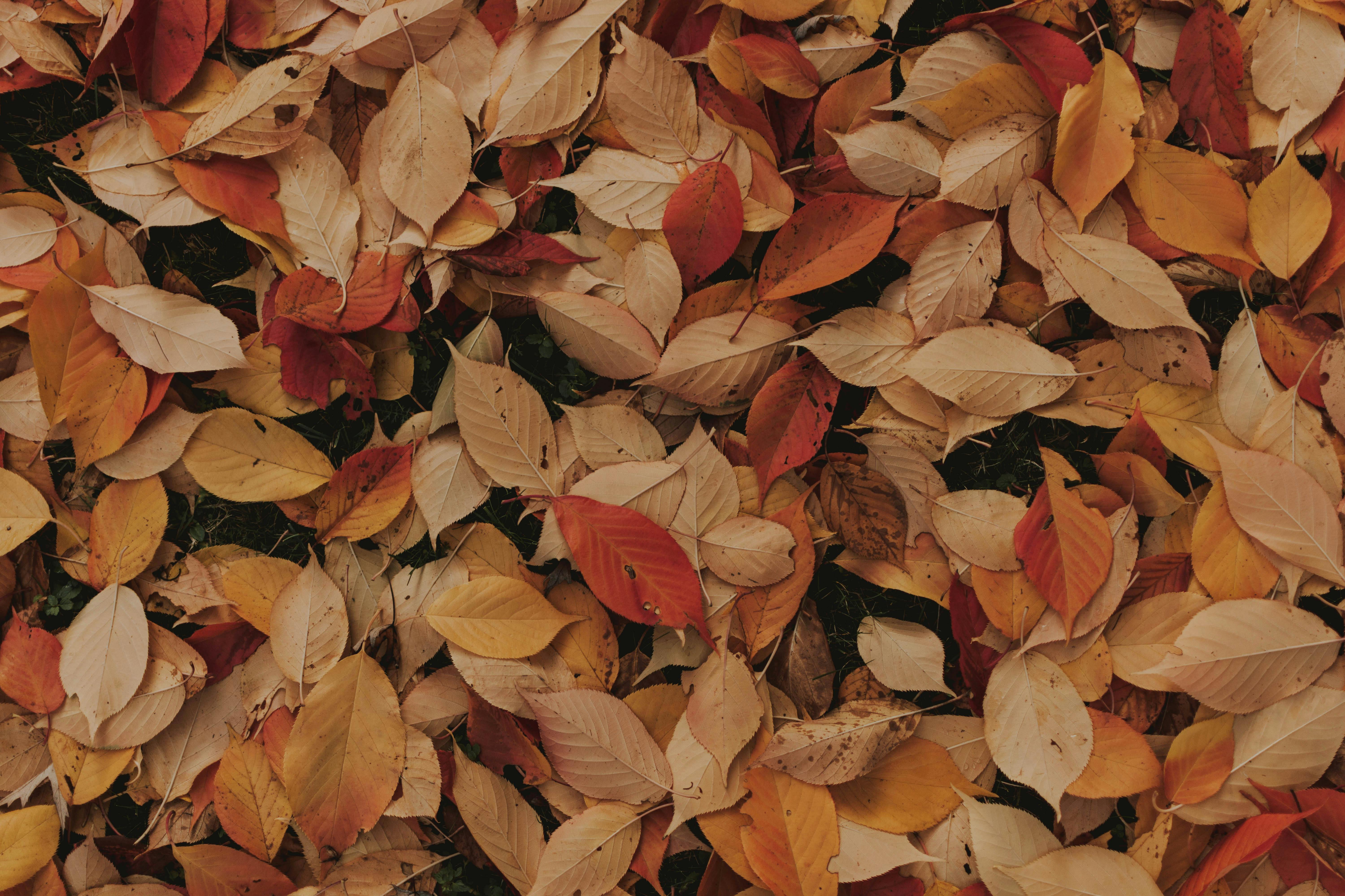 Autumn Wallpaper Photo, Download