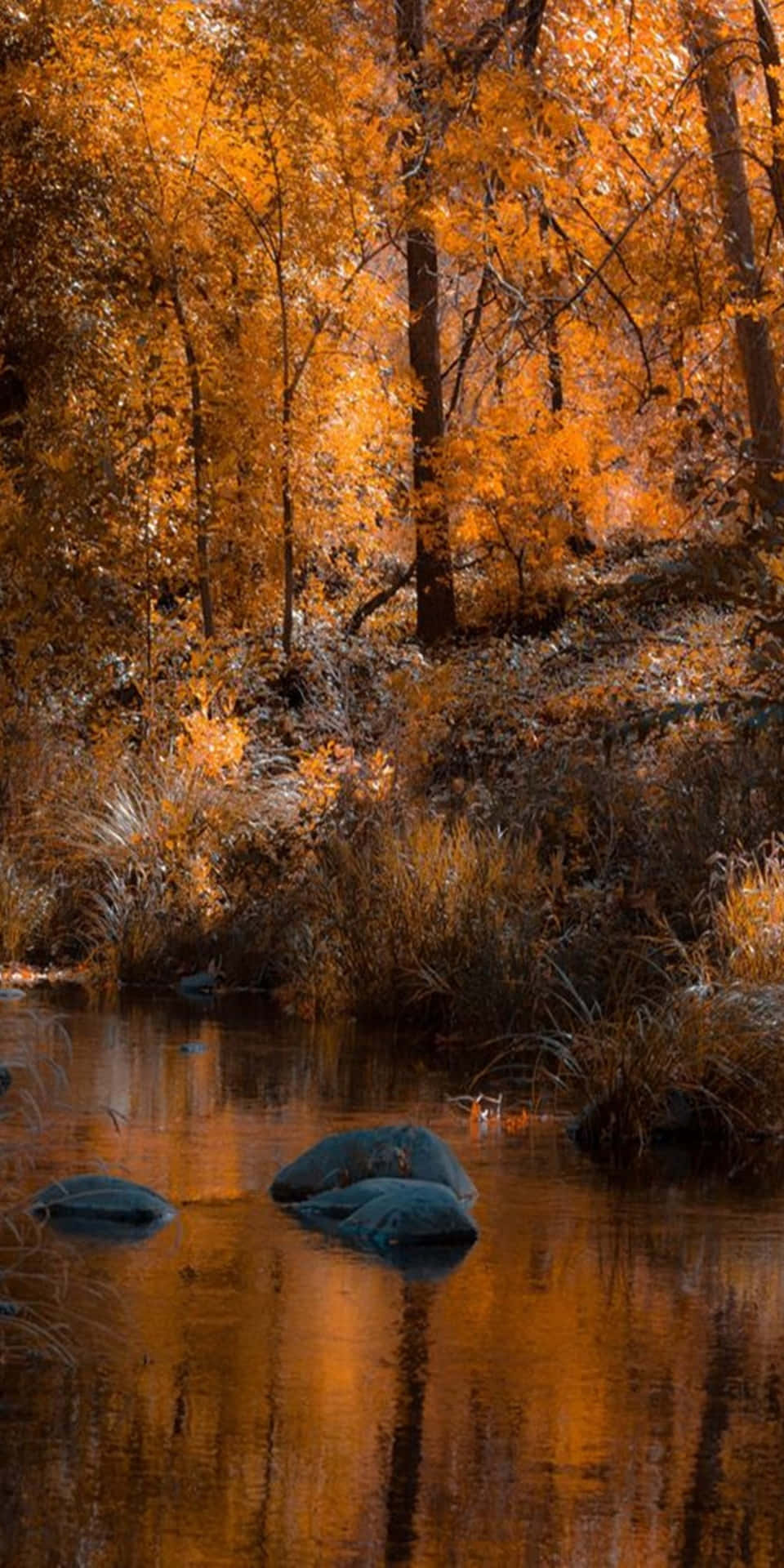 Autumn Lake View Landscape Background