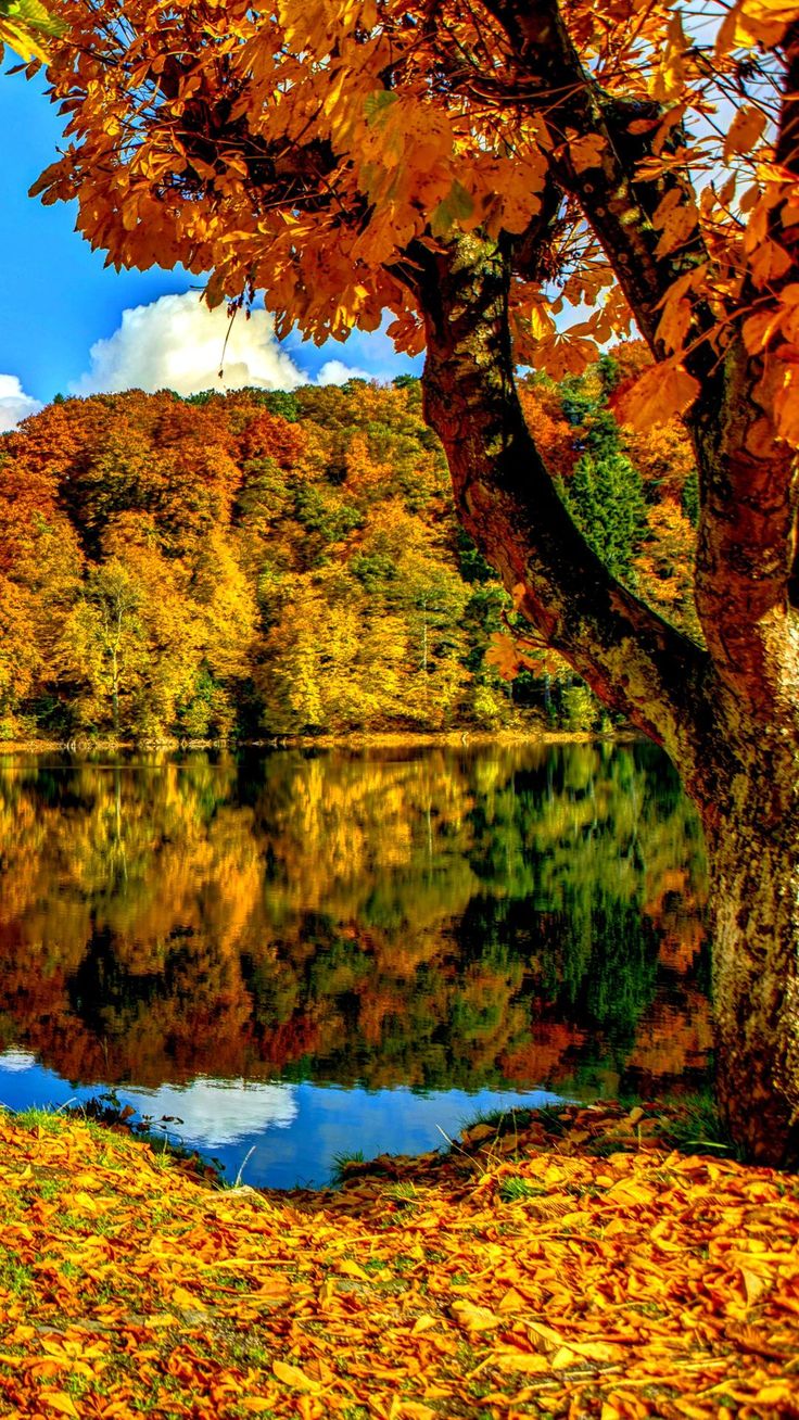 Red Autumn Wallpaper. #autumn #fall
