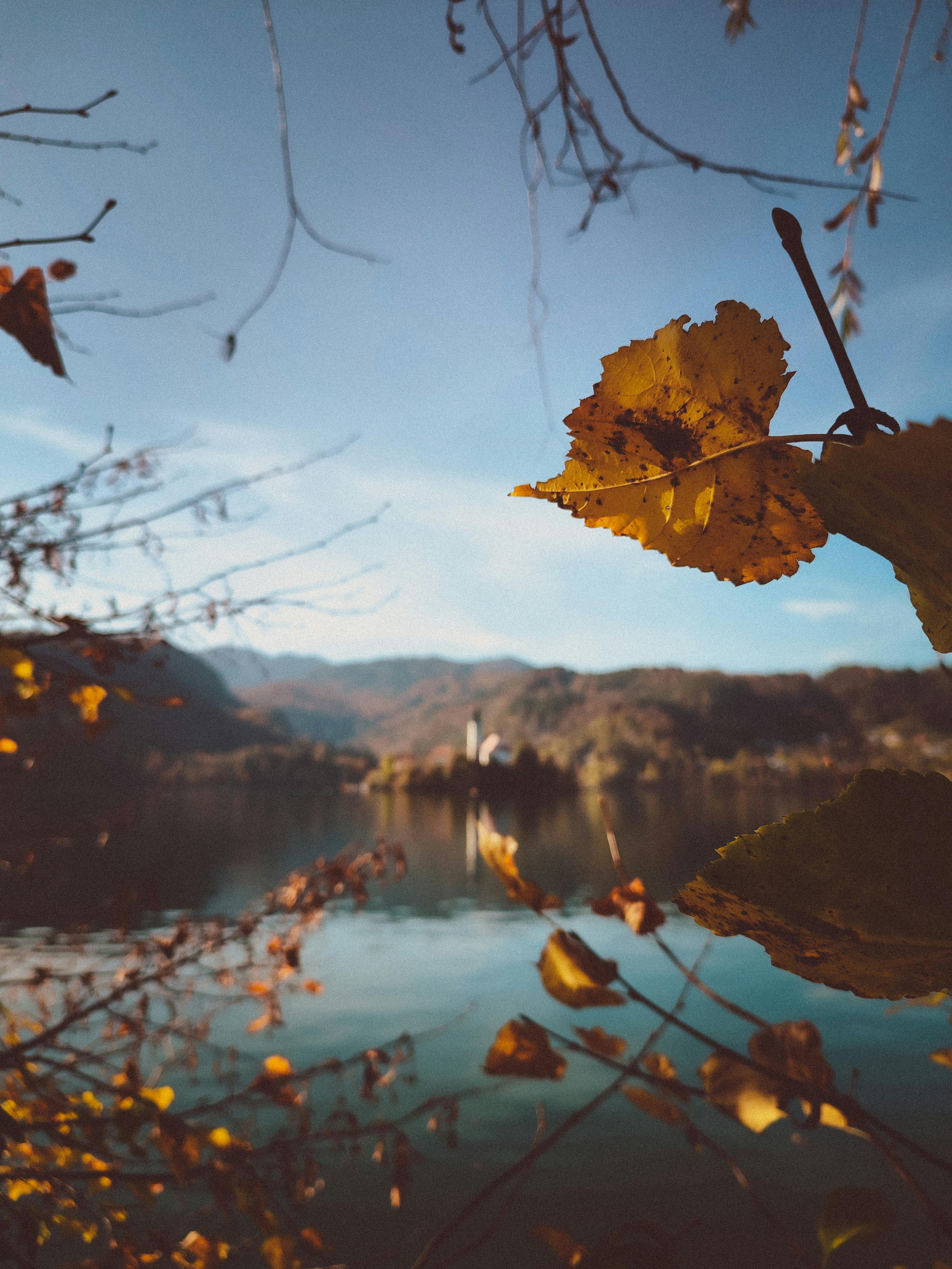 Autumn Leaves and Lake behind · Free