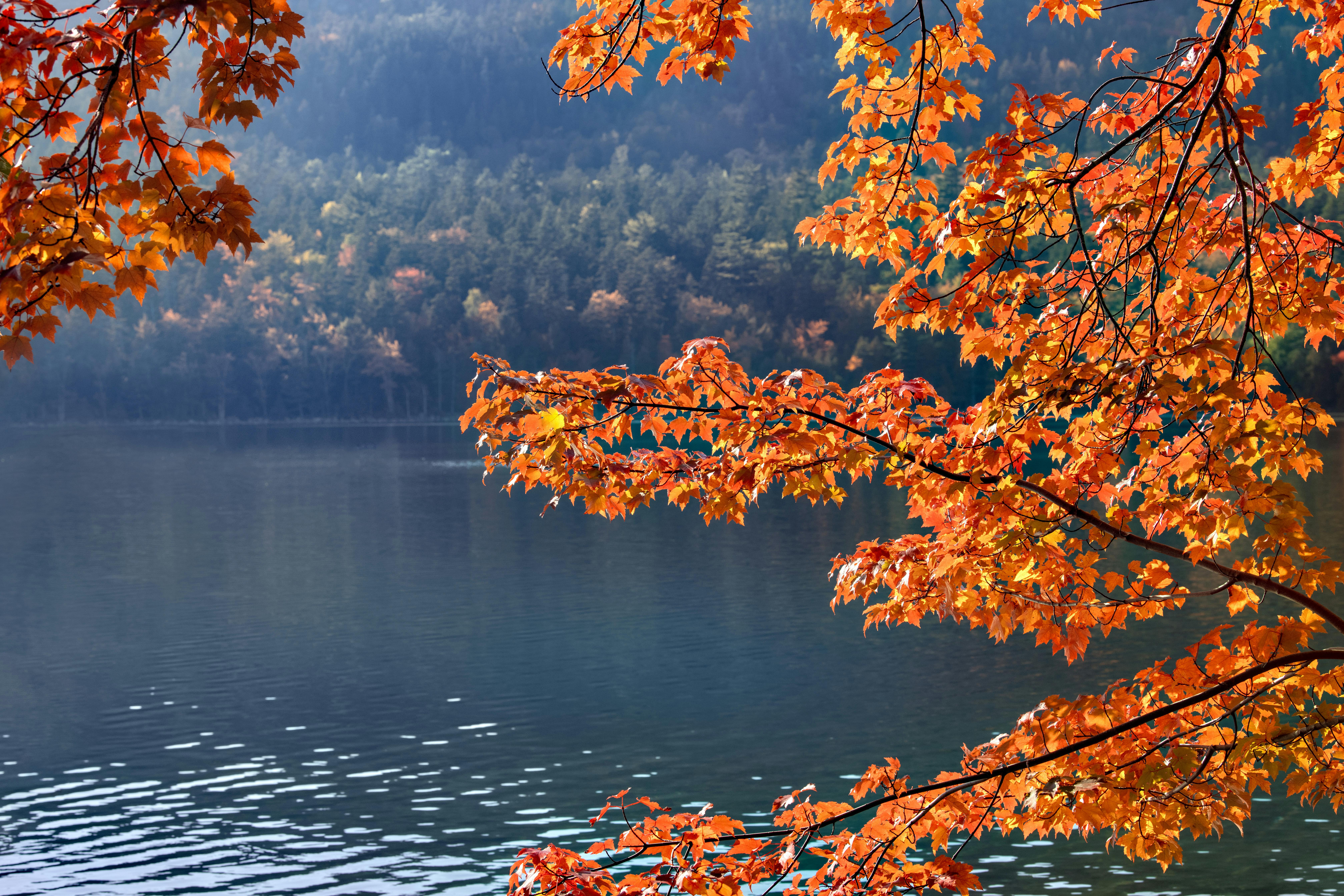 Lake in Town in Autumn · Free
