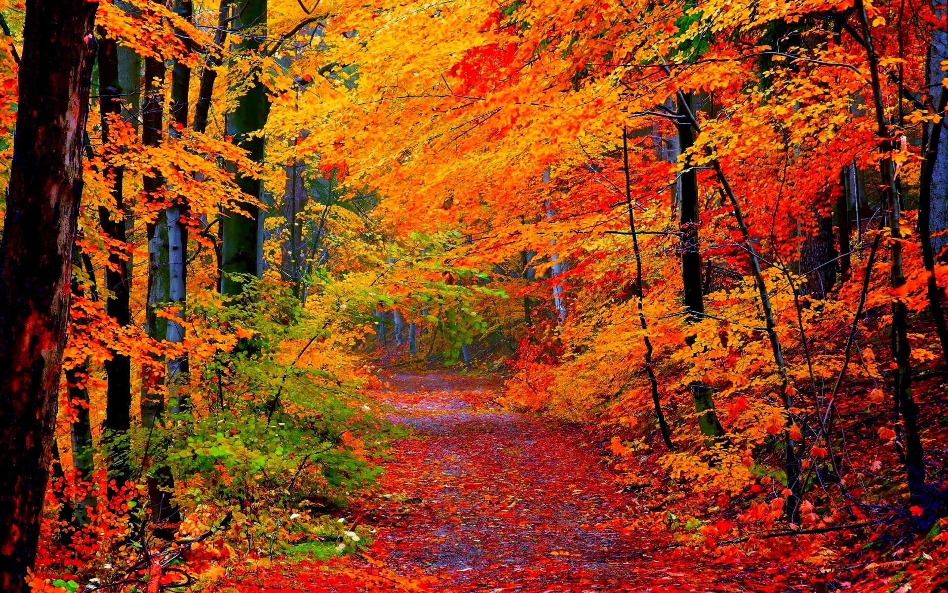 Fall Nature Path HD Wallpaper