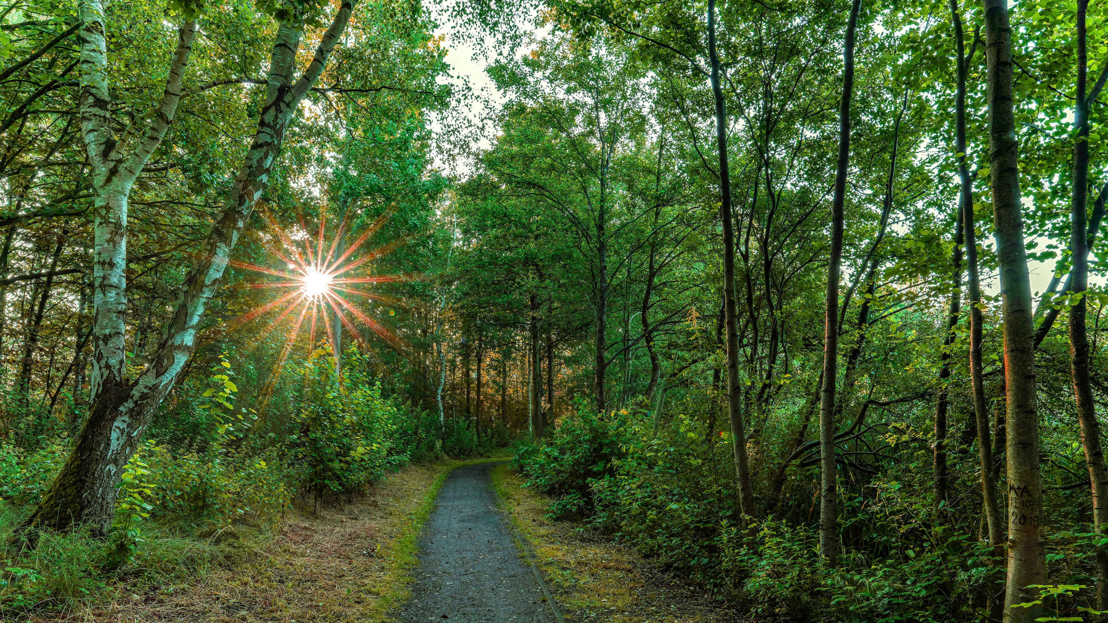 Download Sun Summer Forest Road Man Made Path 4k Ultra HD Wallpaper