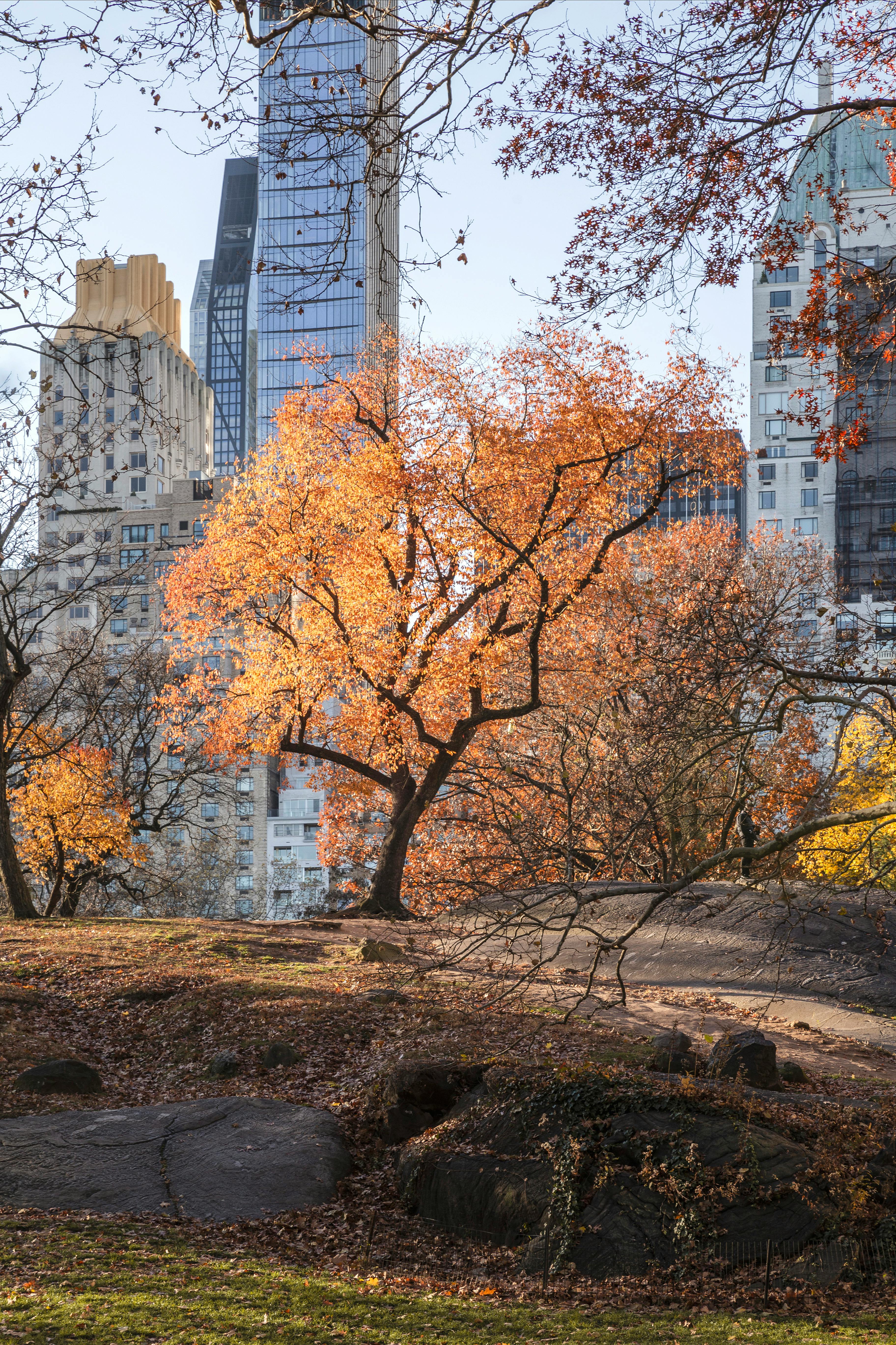 Drone Shot of Skyscrapers and Autumnal Trees in Central Park in New York City, New York, USA · Free