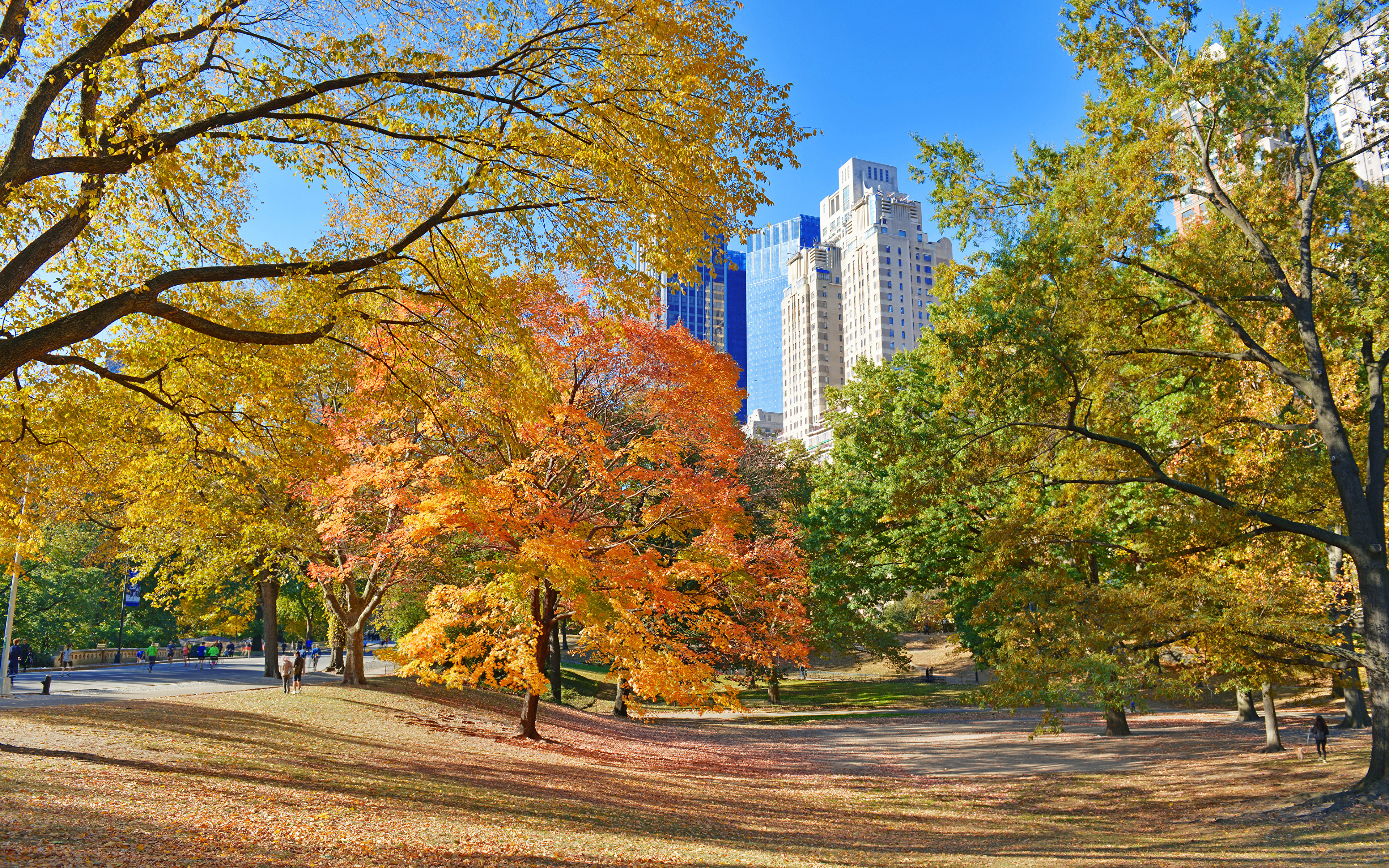 USA Foliage Central Park Autumn 3840x2400