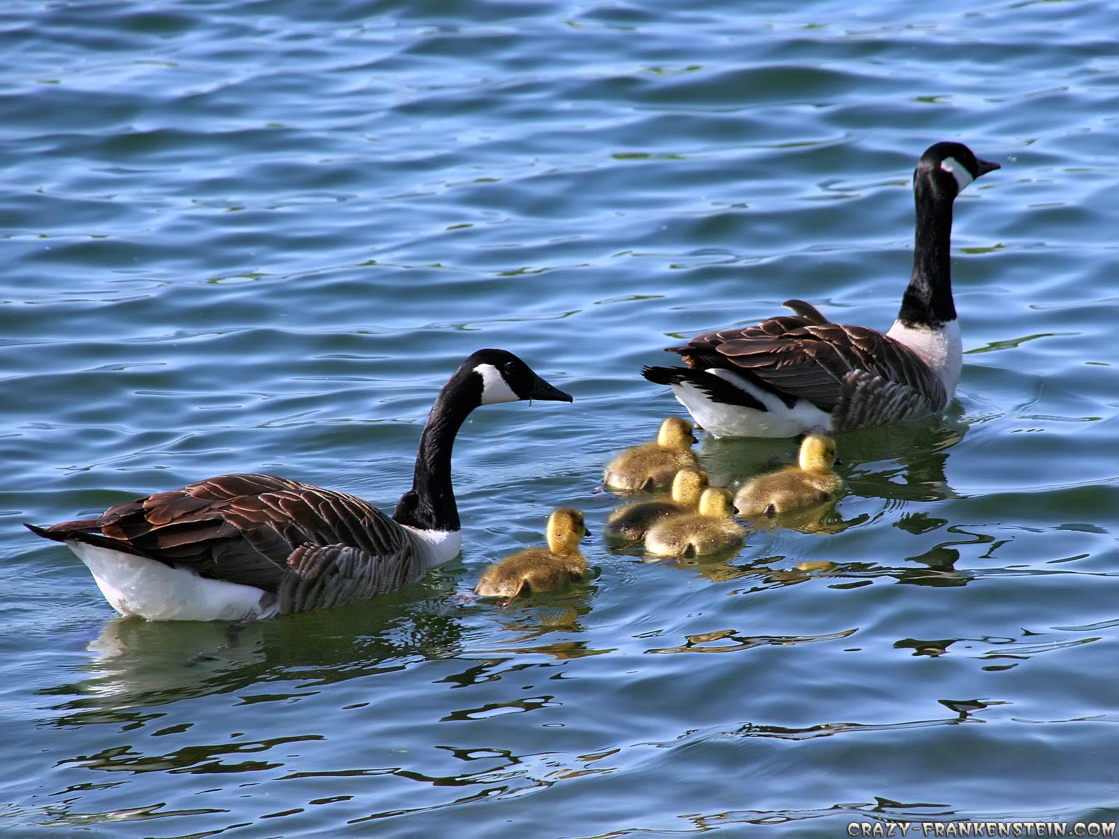 HD Wallpaper of a Goose Family Swimming Togetherx1200