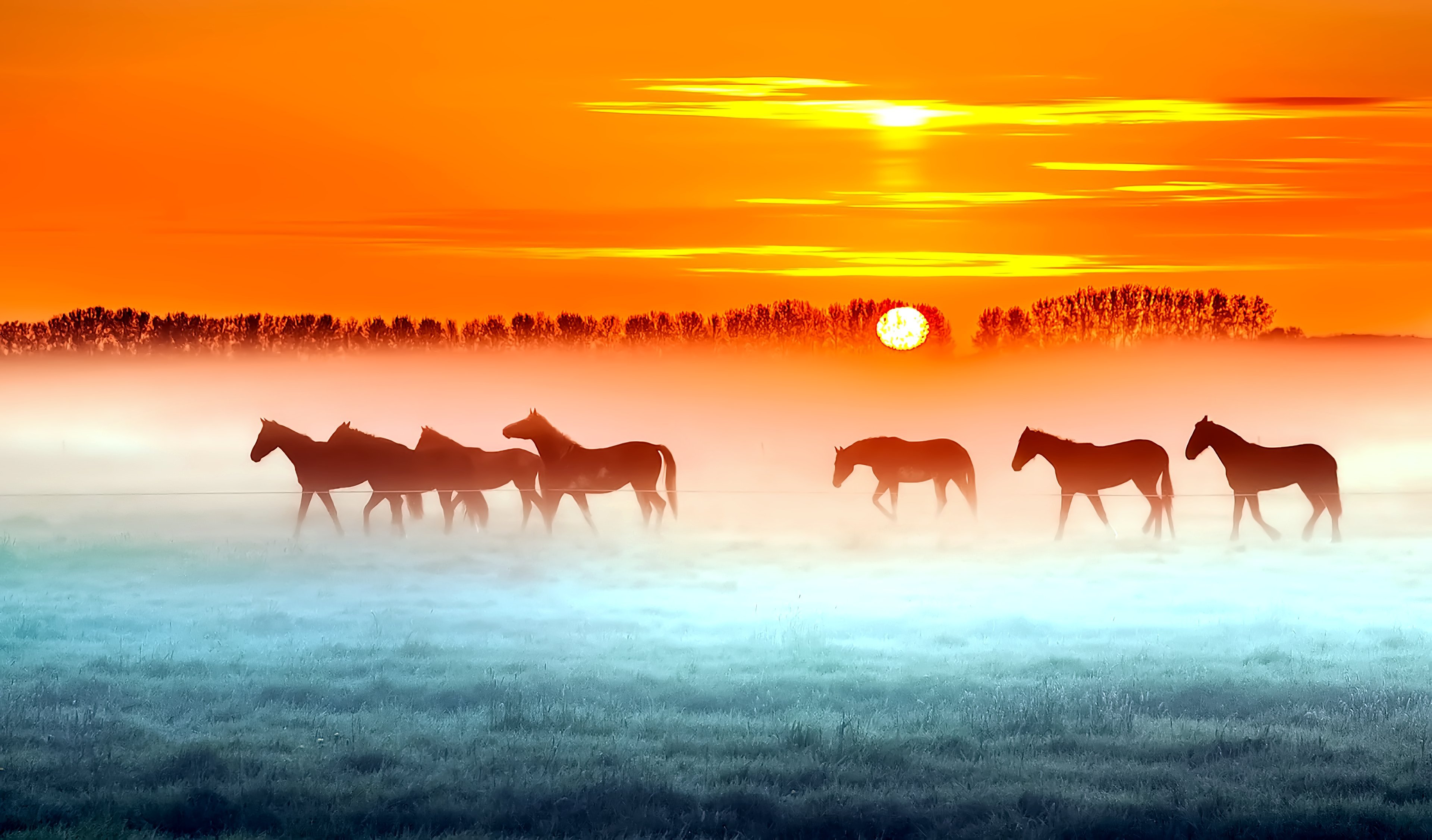 Horses at sunset Wallpaper 4k HD