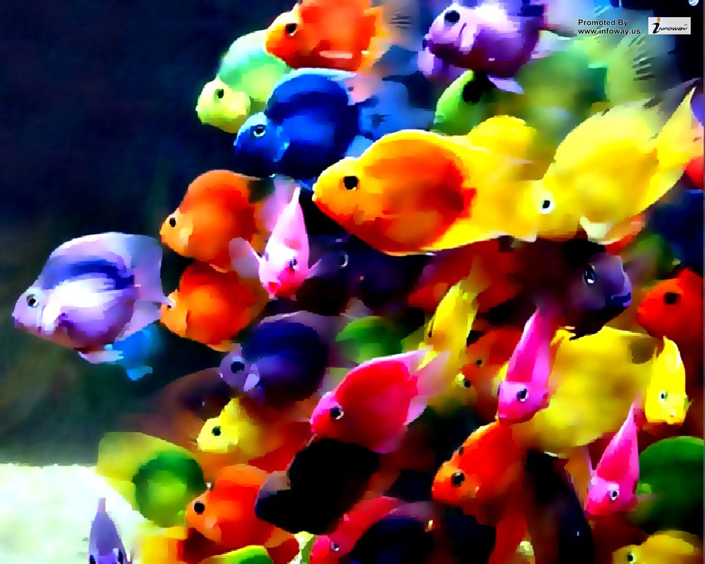 Beautiful colorful fish ocean wallpaper