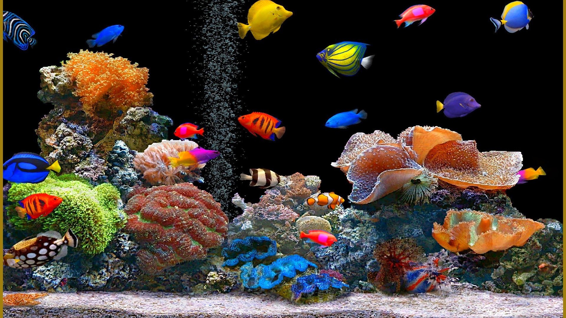 Colorful Fish Brilliance Underwater