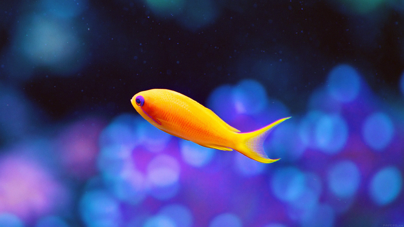 Cute Fish Nemo Ocean Sea Animal Nature
