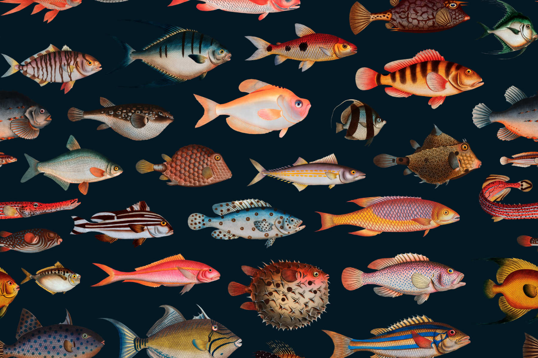 Colorful Fish Curiosities Wallpaper