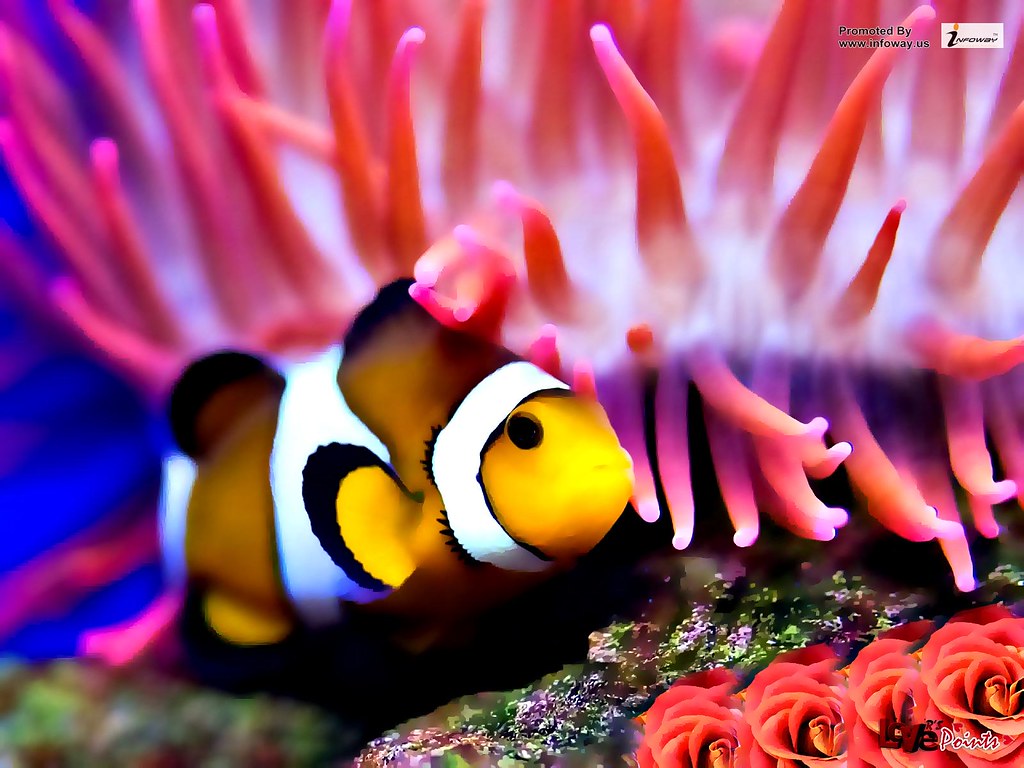 Colorful fish wallpaper. Colorful