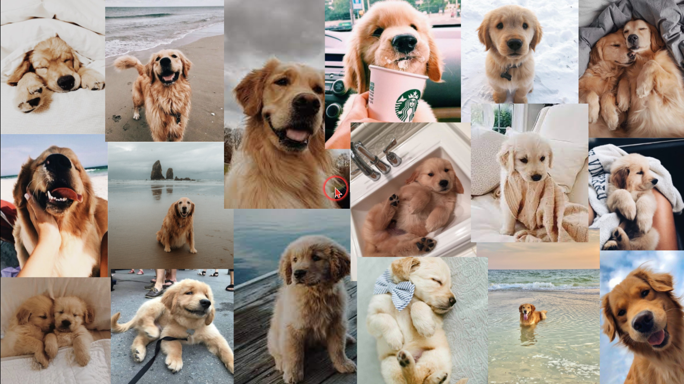 More doggo Collage