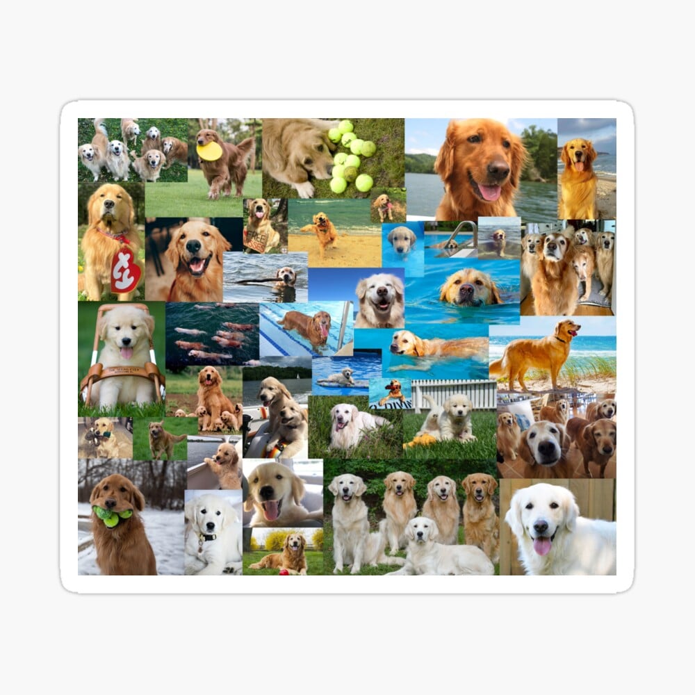 Golden Retriever Collage Wallpapers - Wallpaper Cave