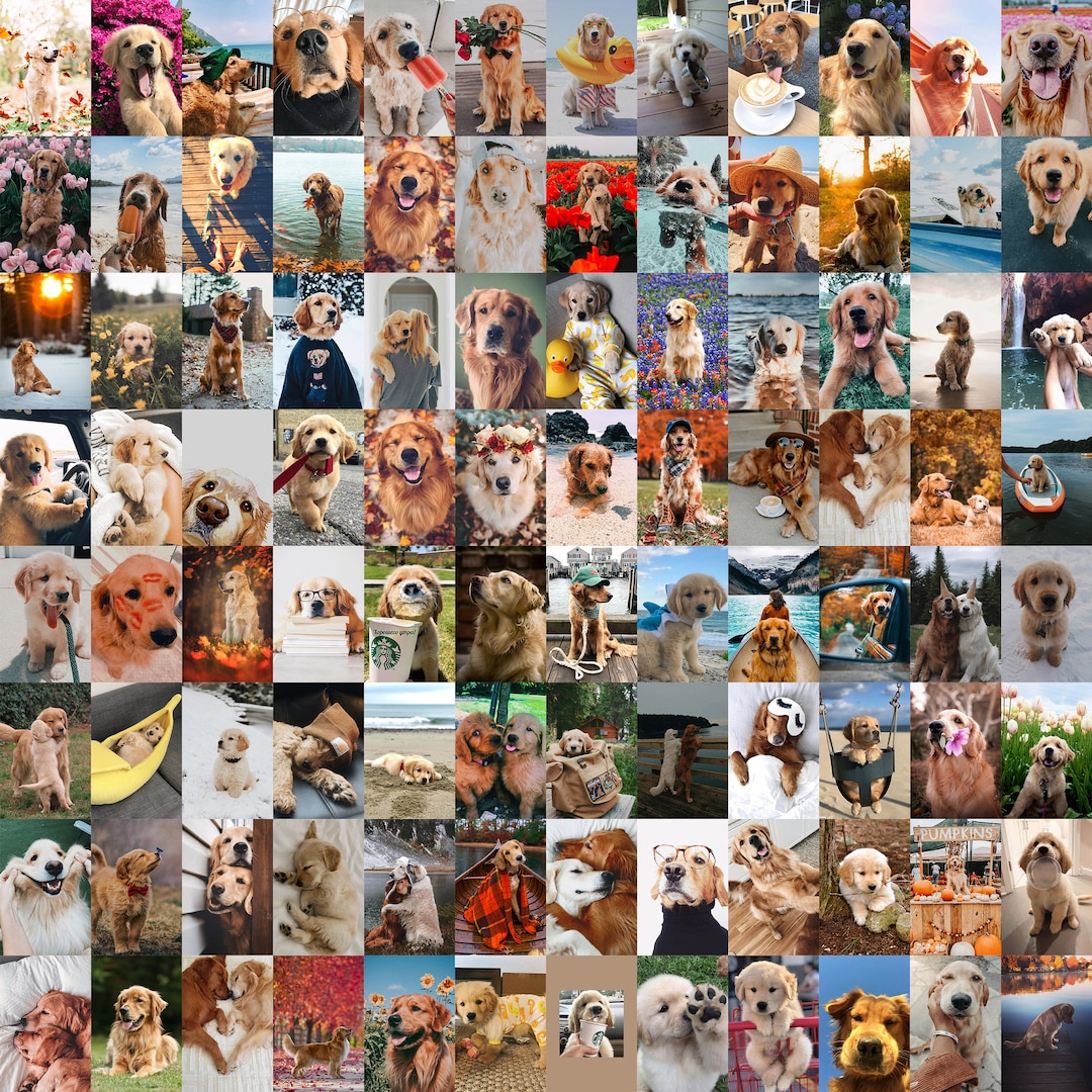 PCS Funny Dog Wall Collage Kit