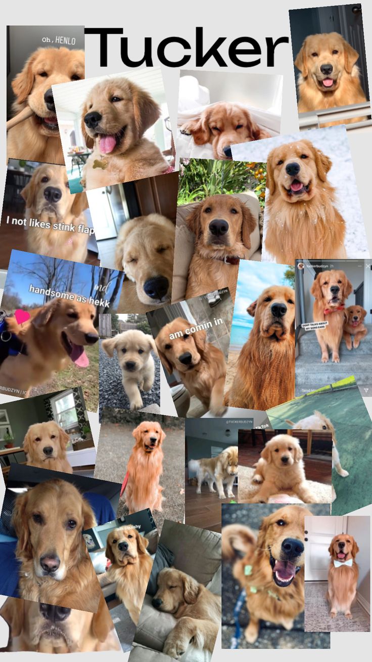 Cute puppy wallpaper