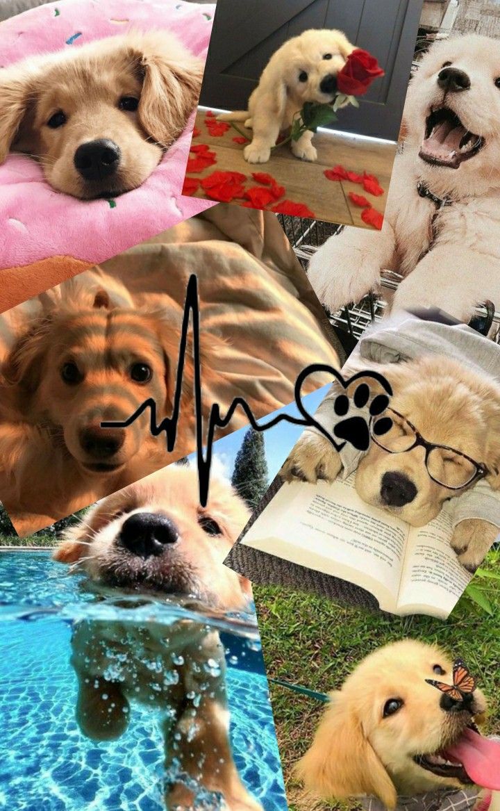 Wallpaper de Golden ♡♥︎