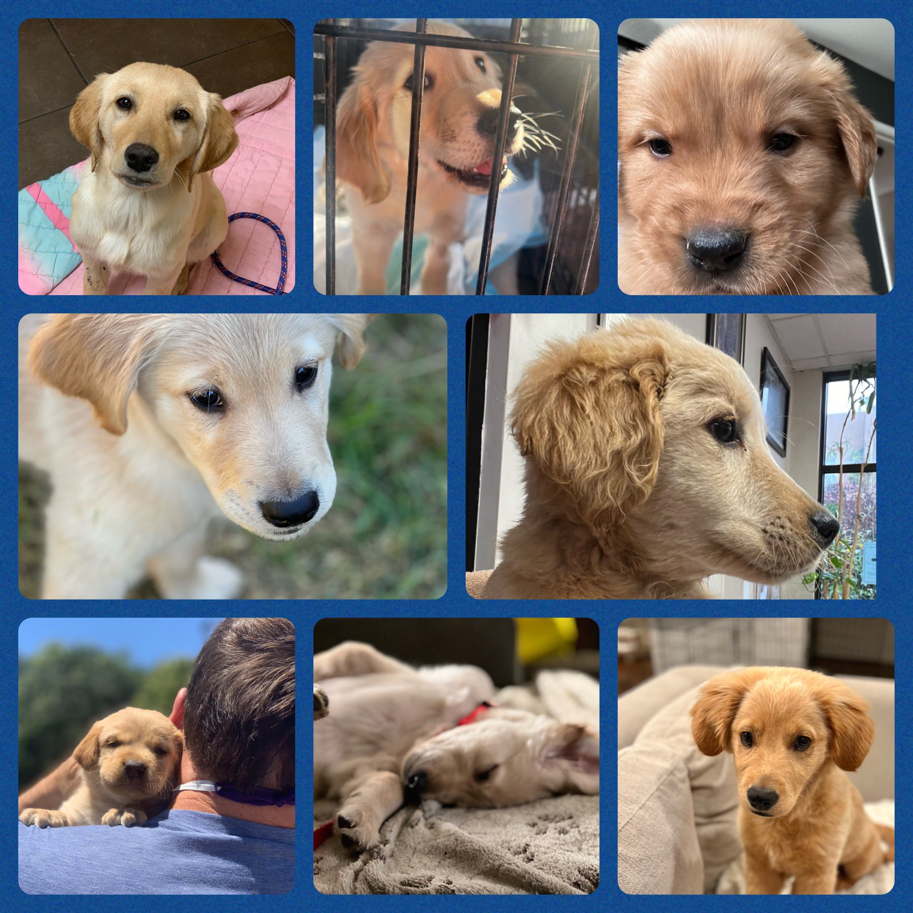 Southern California Golden Retriever