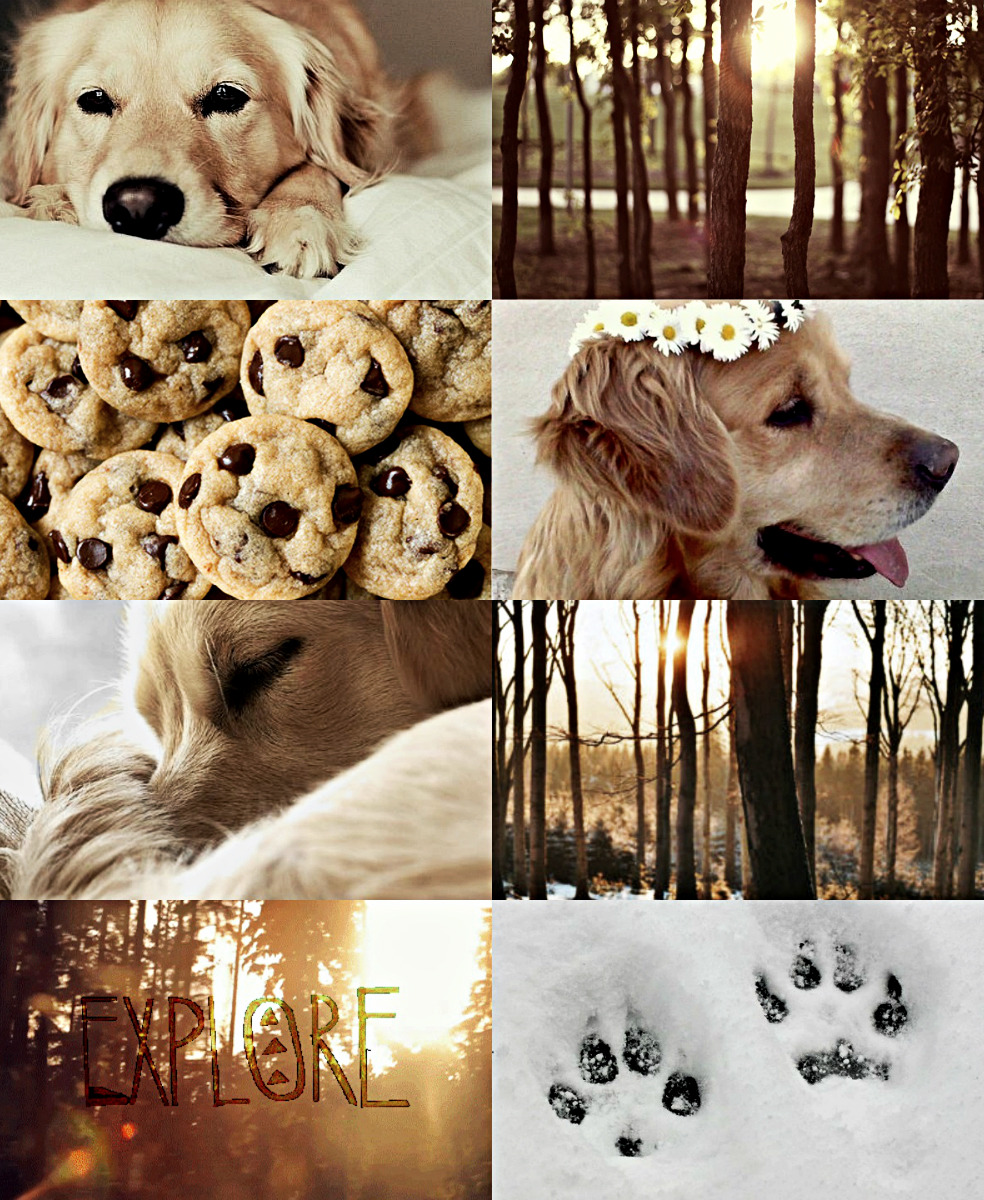 Golden Retriever. Aesthetic