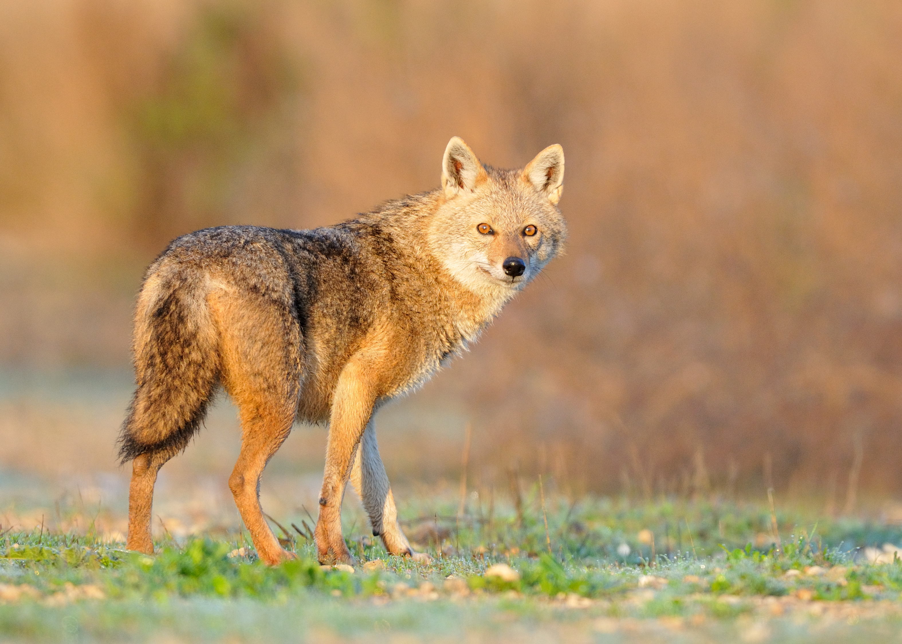 Golden Jackal Seen in Subarctic Russia