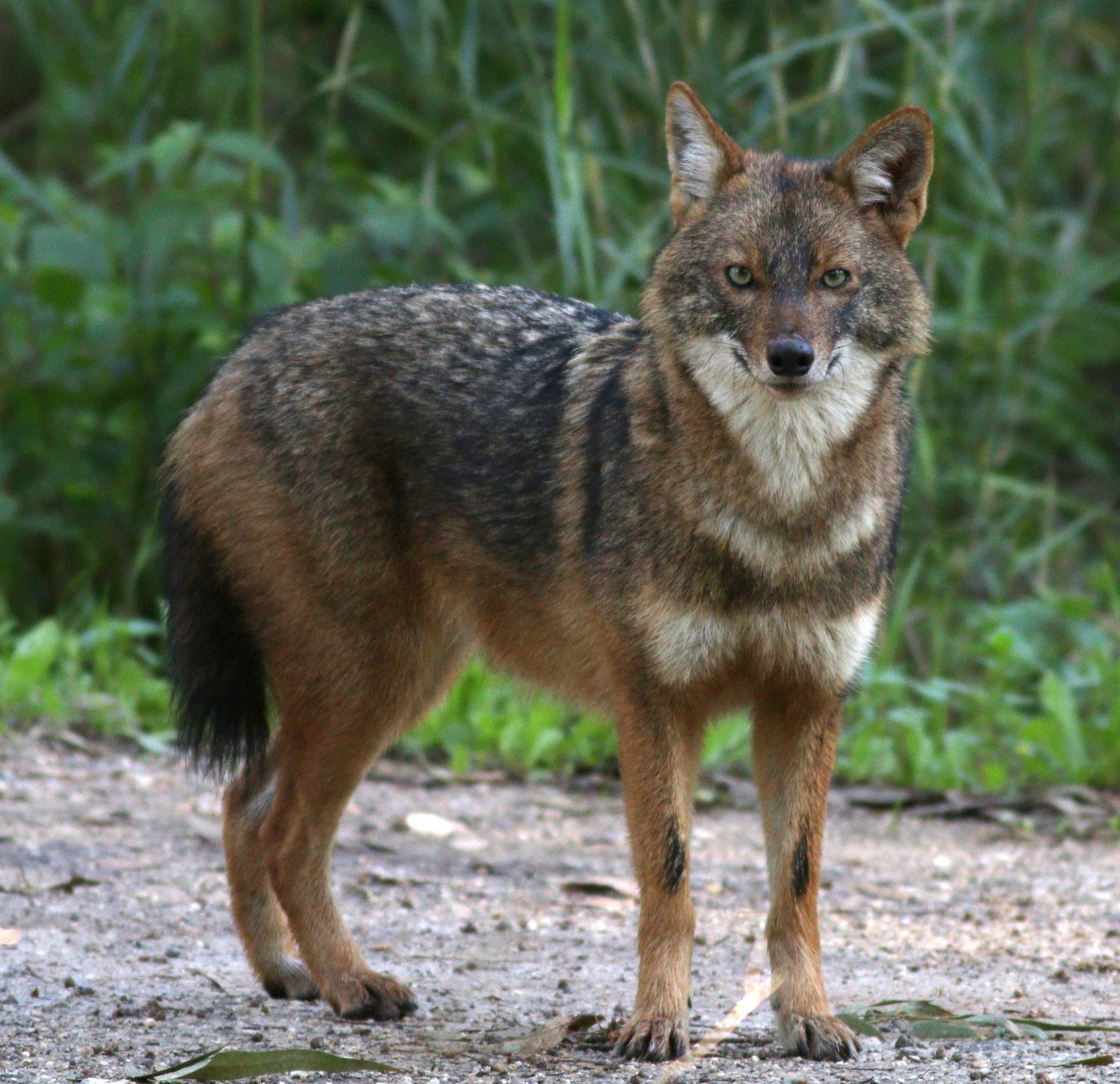 Golden Jackal Wallpapers - Wallpaper Cave