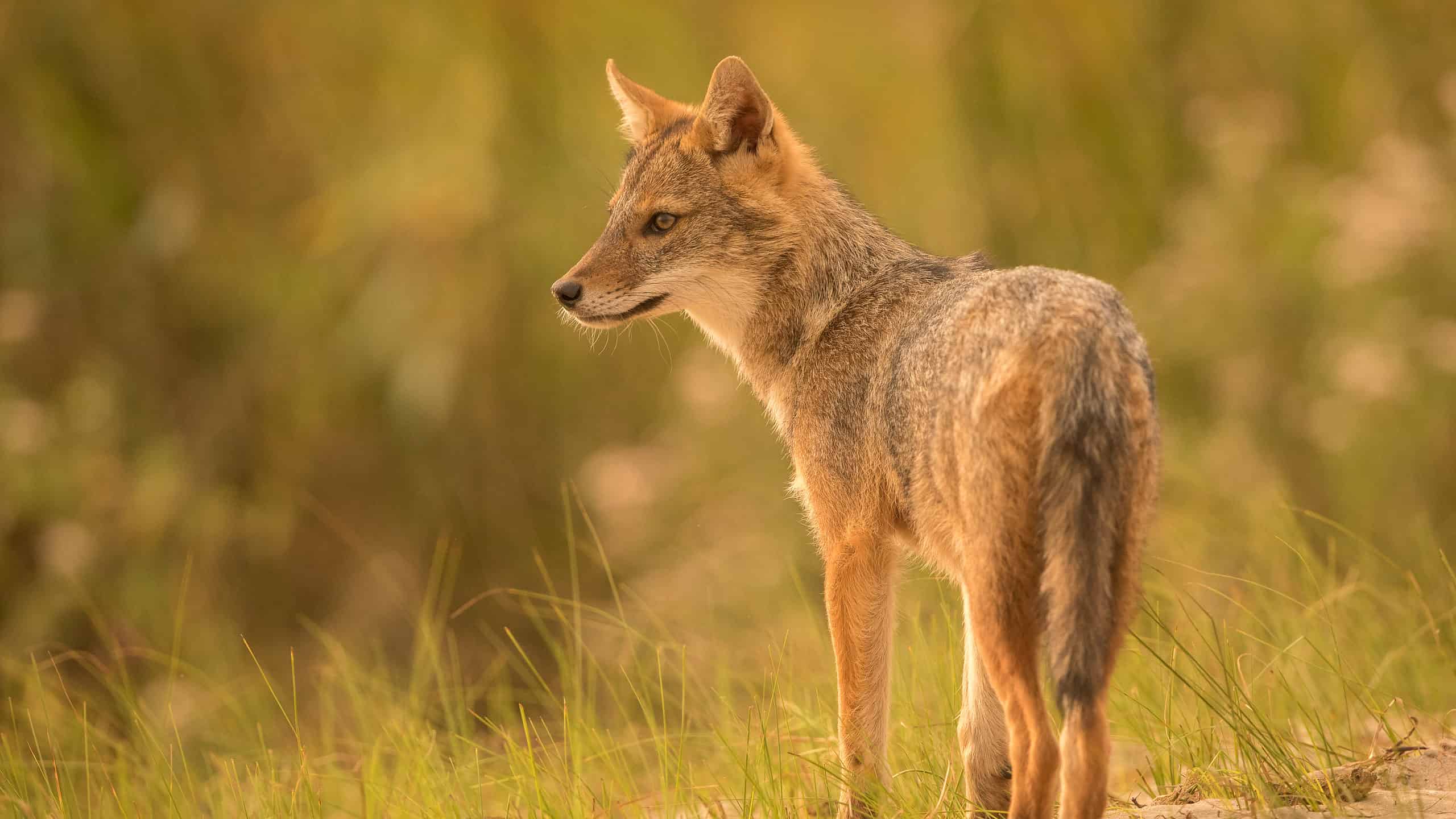 Golden Jackal Wallpapers - Wallpaper Cave