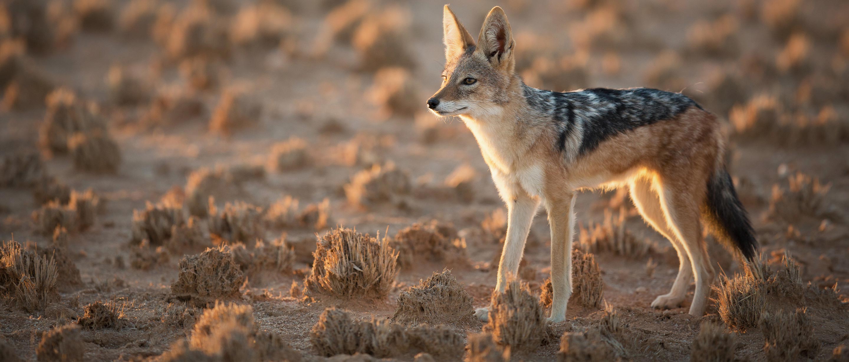 Jackal. African Wildlife Foundation