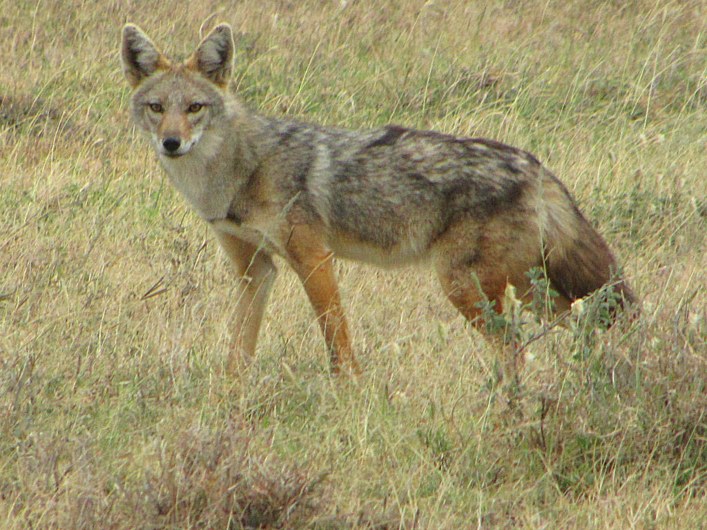 Golden Jackal. Animal of the world