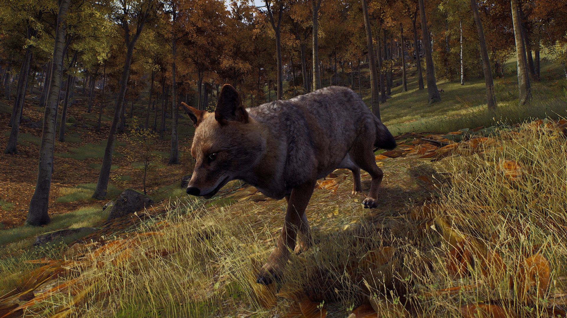 Golden Jackal. Way of the Hunter