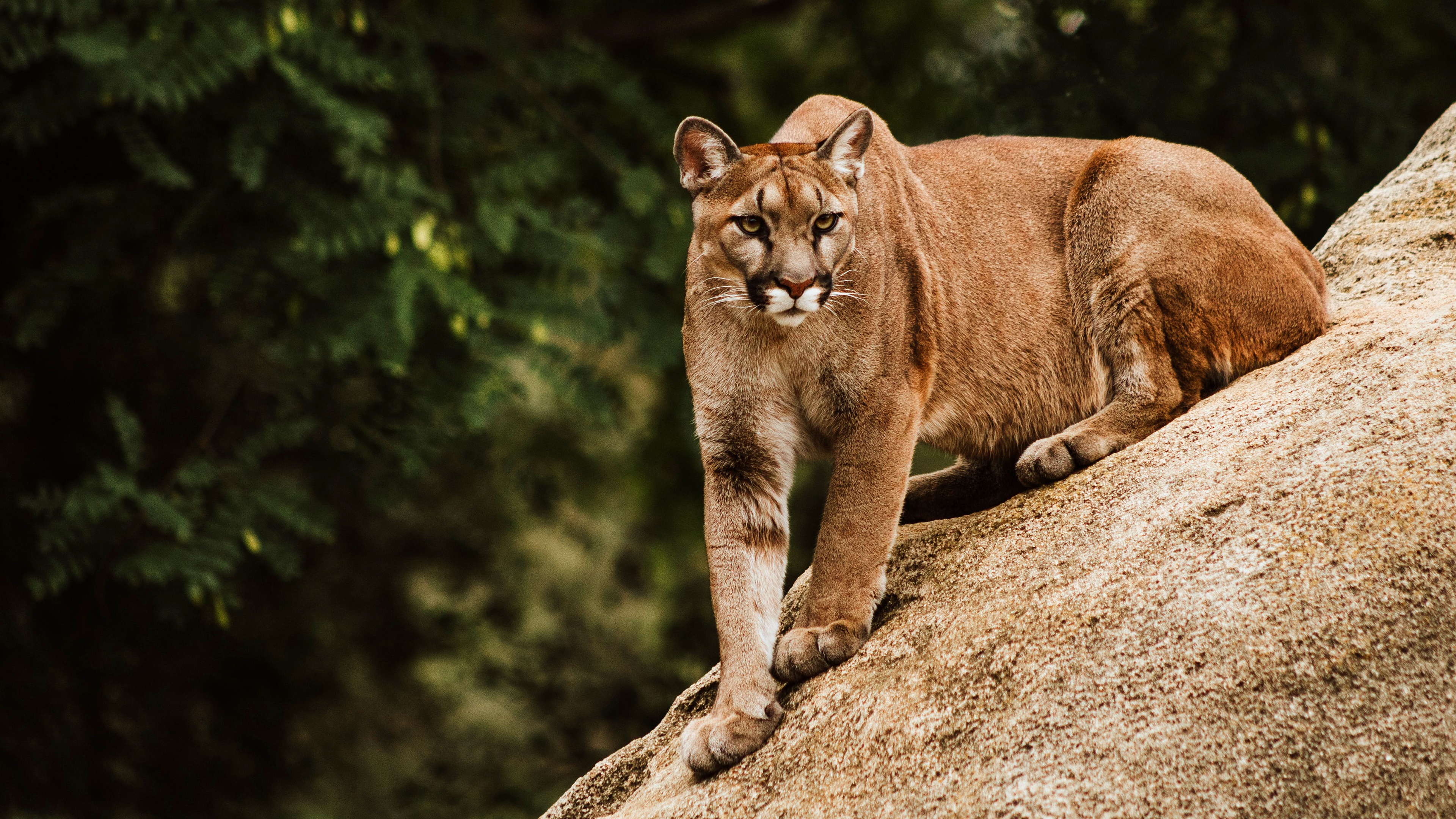 Animal Cougar 4k Ultra HD Wallpaper