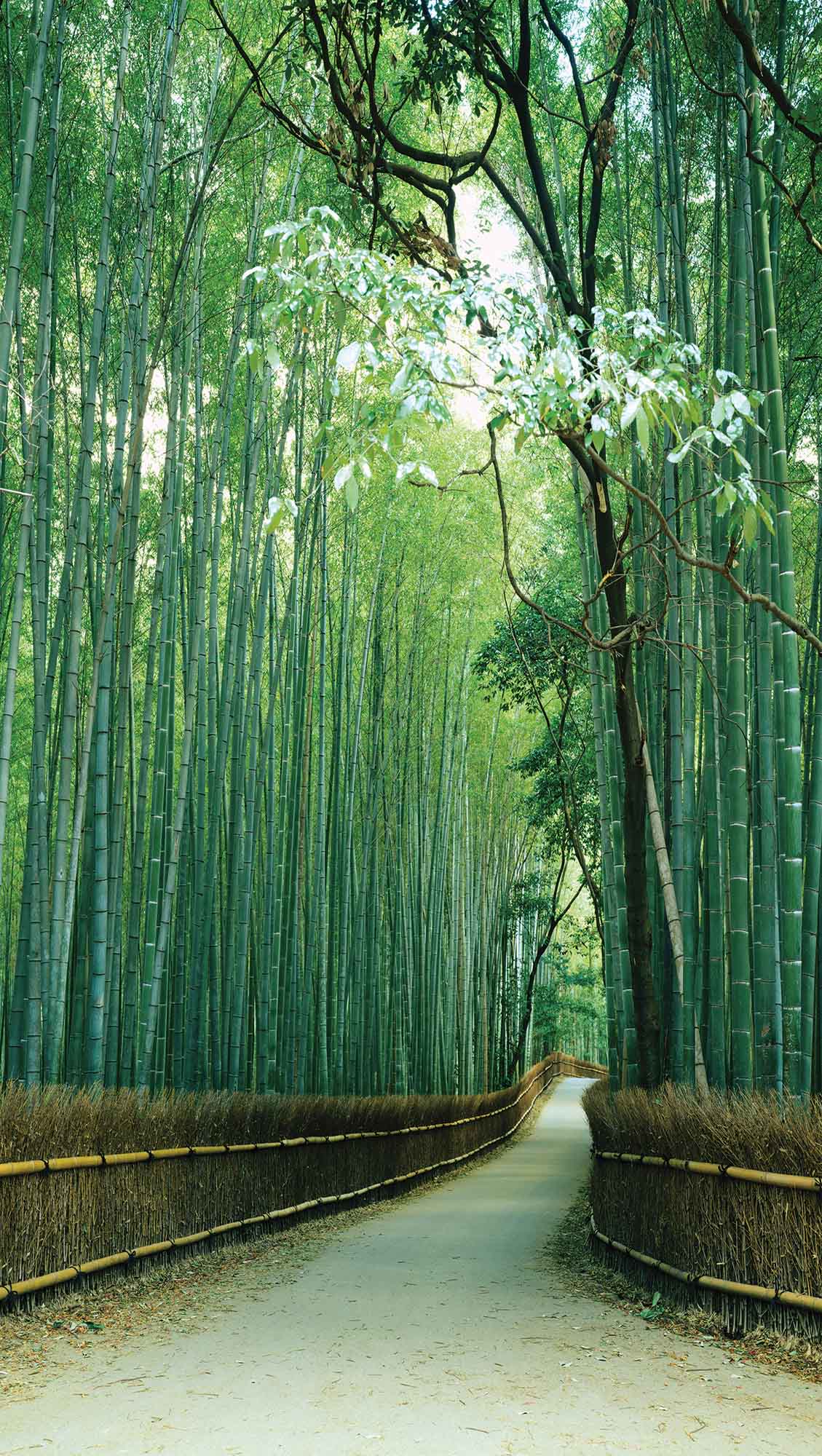 Wallpaper Mural Sagano Bamboo Forest