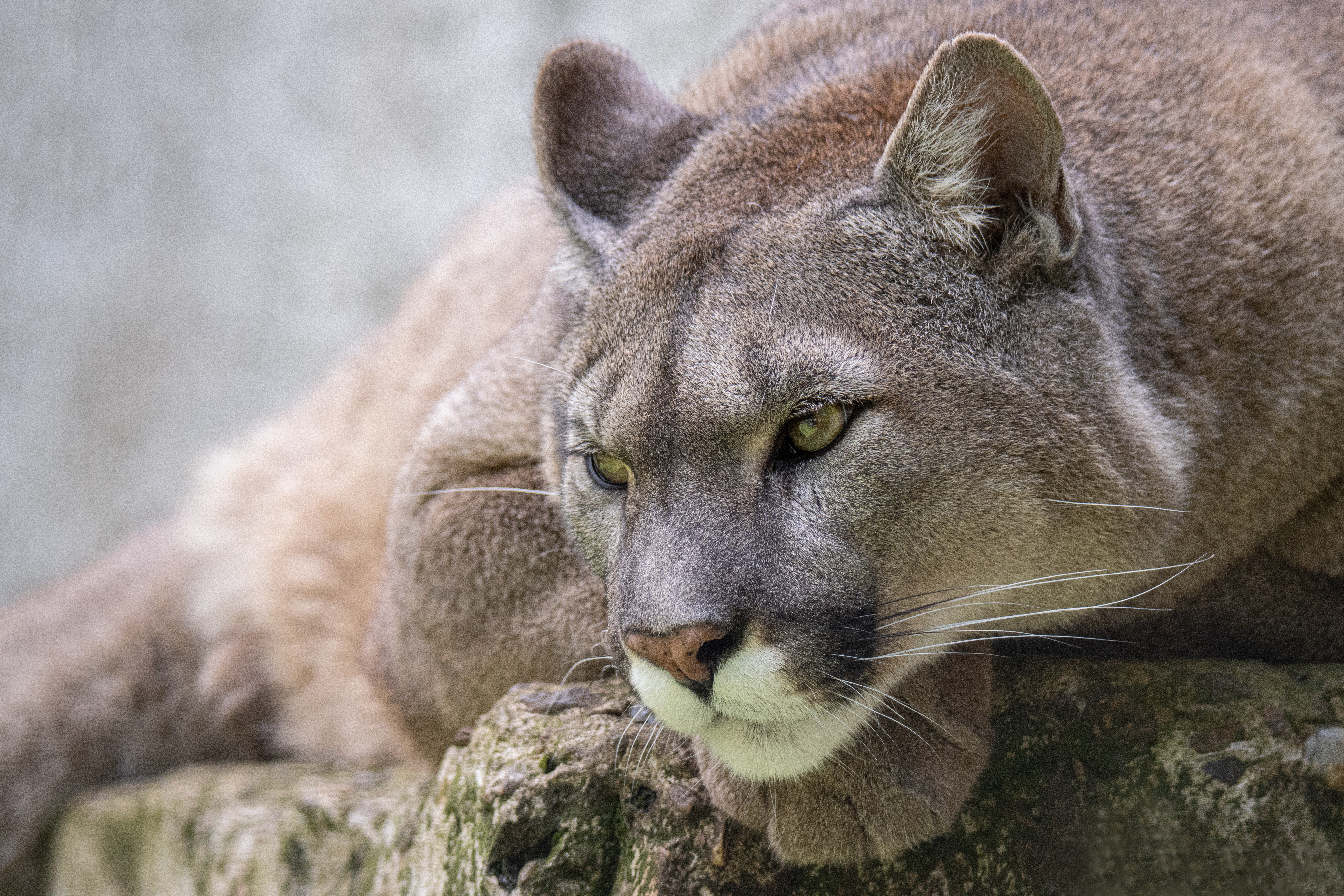 Animal Cougar 4k Ultra HD Wallpaper