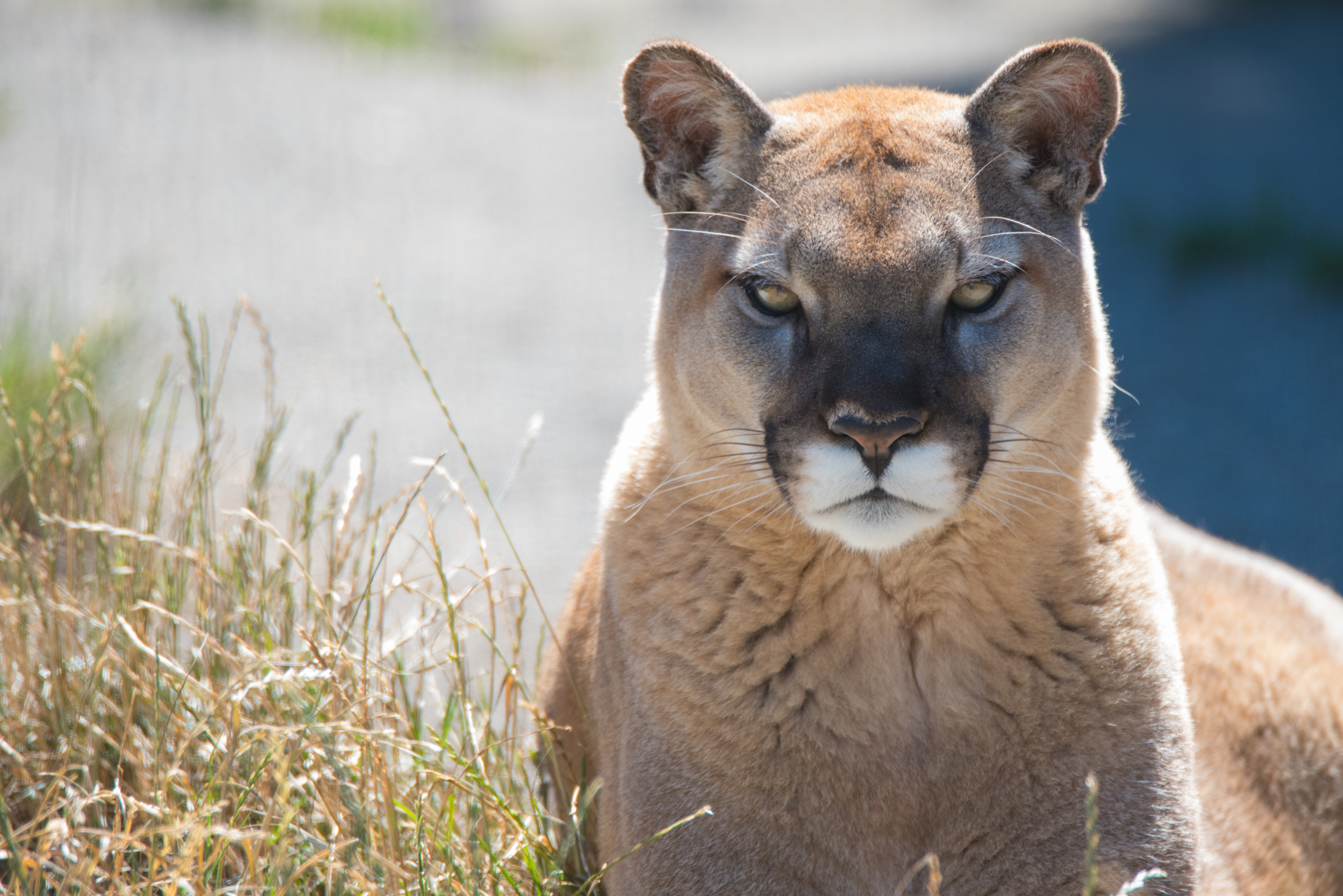 Animal Cougar 4k Ultra HD Wallpaper