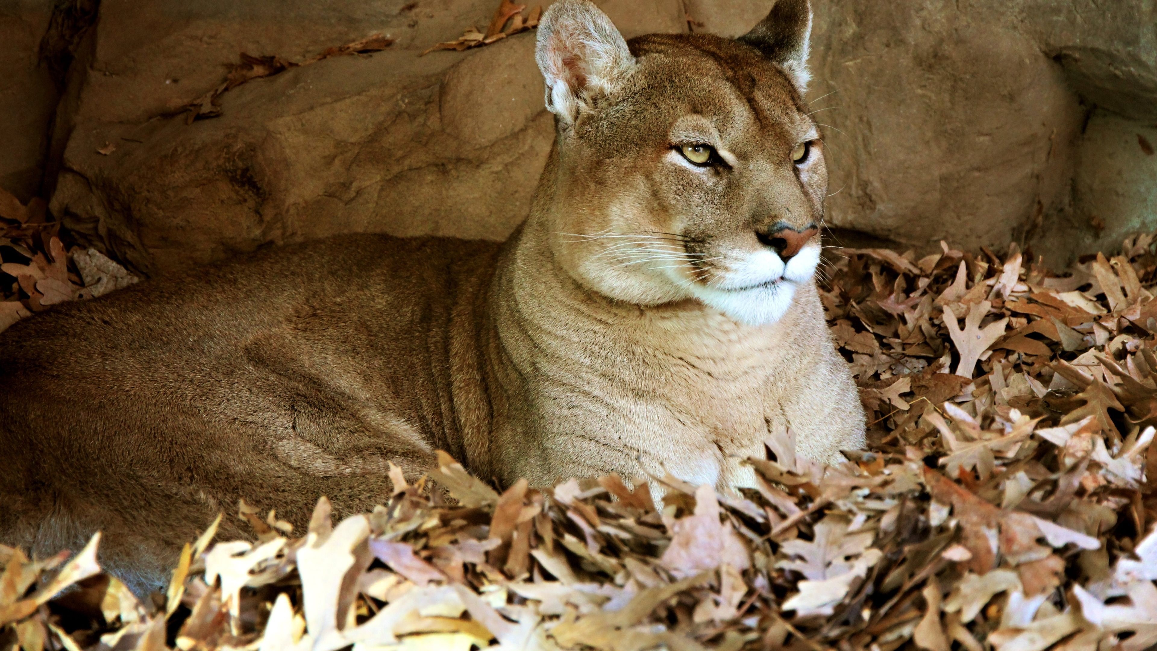 Cougar (Animal) Wallpaper (