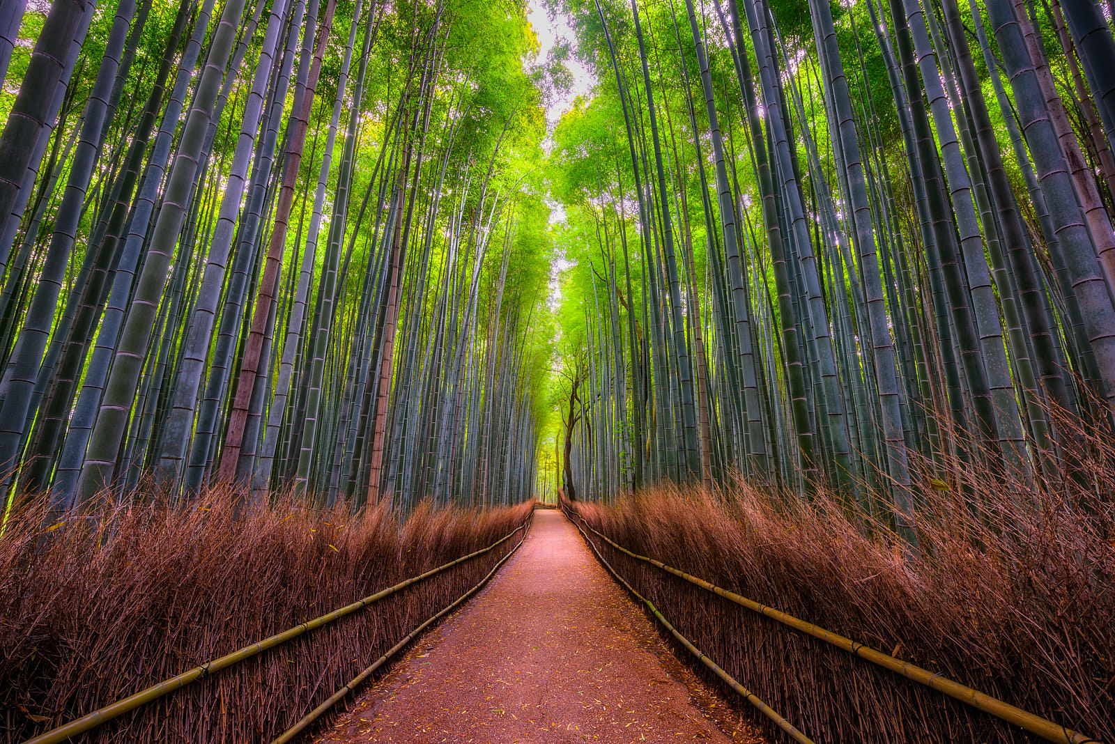 Follow the Path. Kyoto, Japan