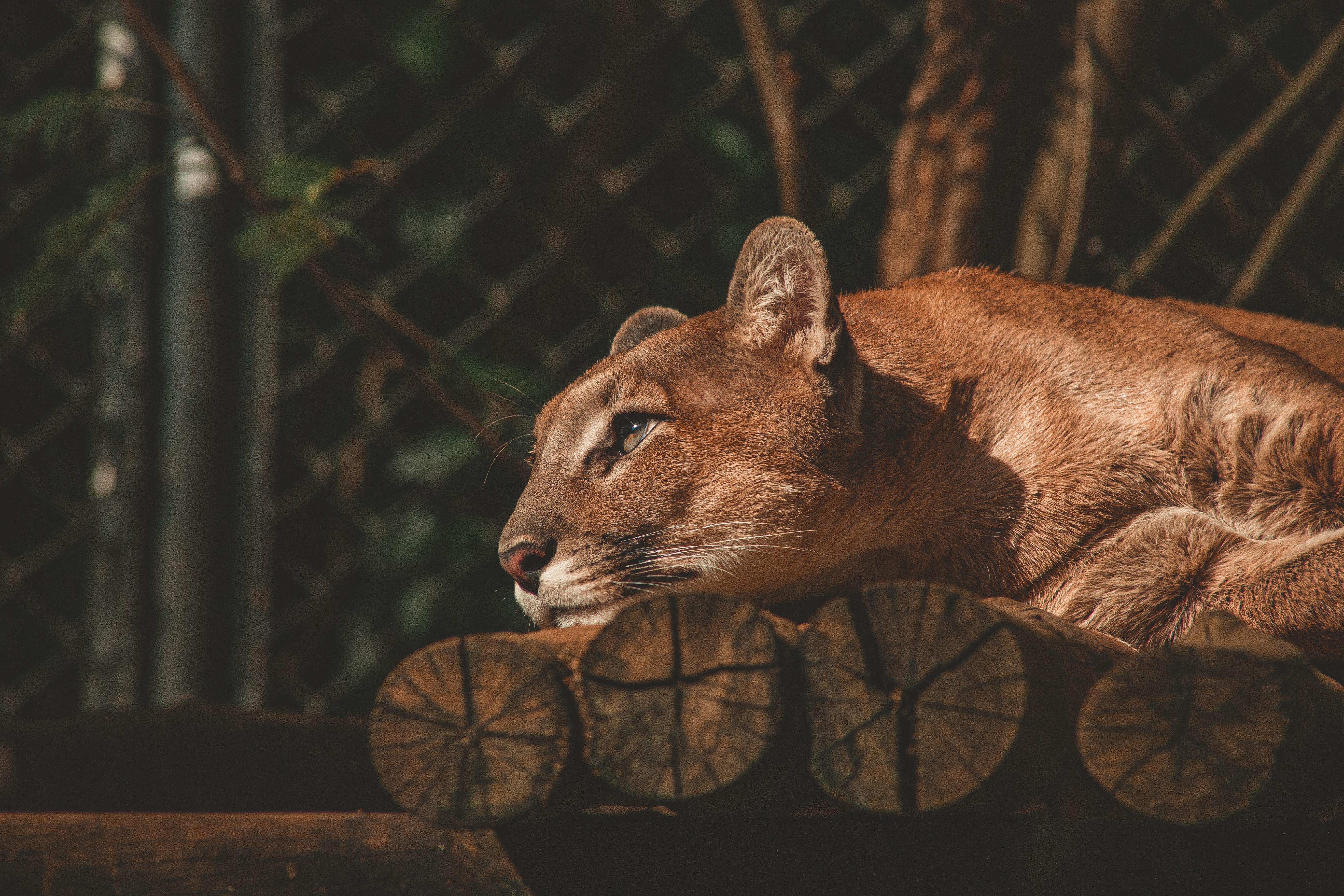 Animal Cougar 4k Ultra HD Wallpaper