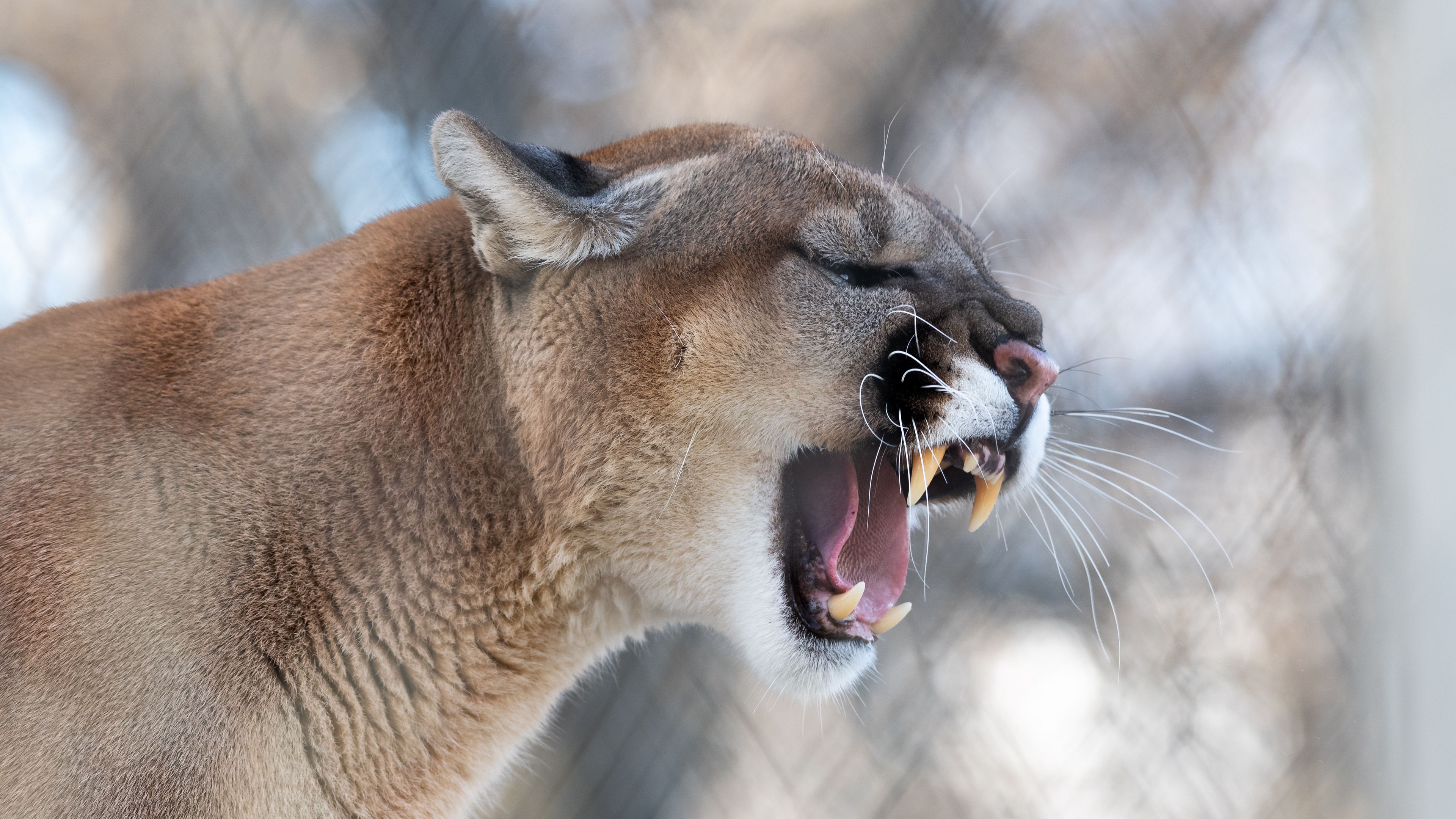 4k Cougar Wallpapers - Wallpaper Cave