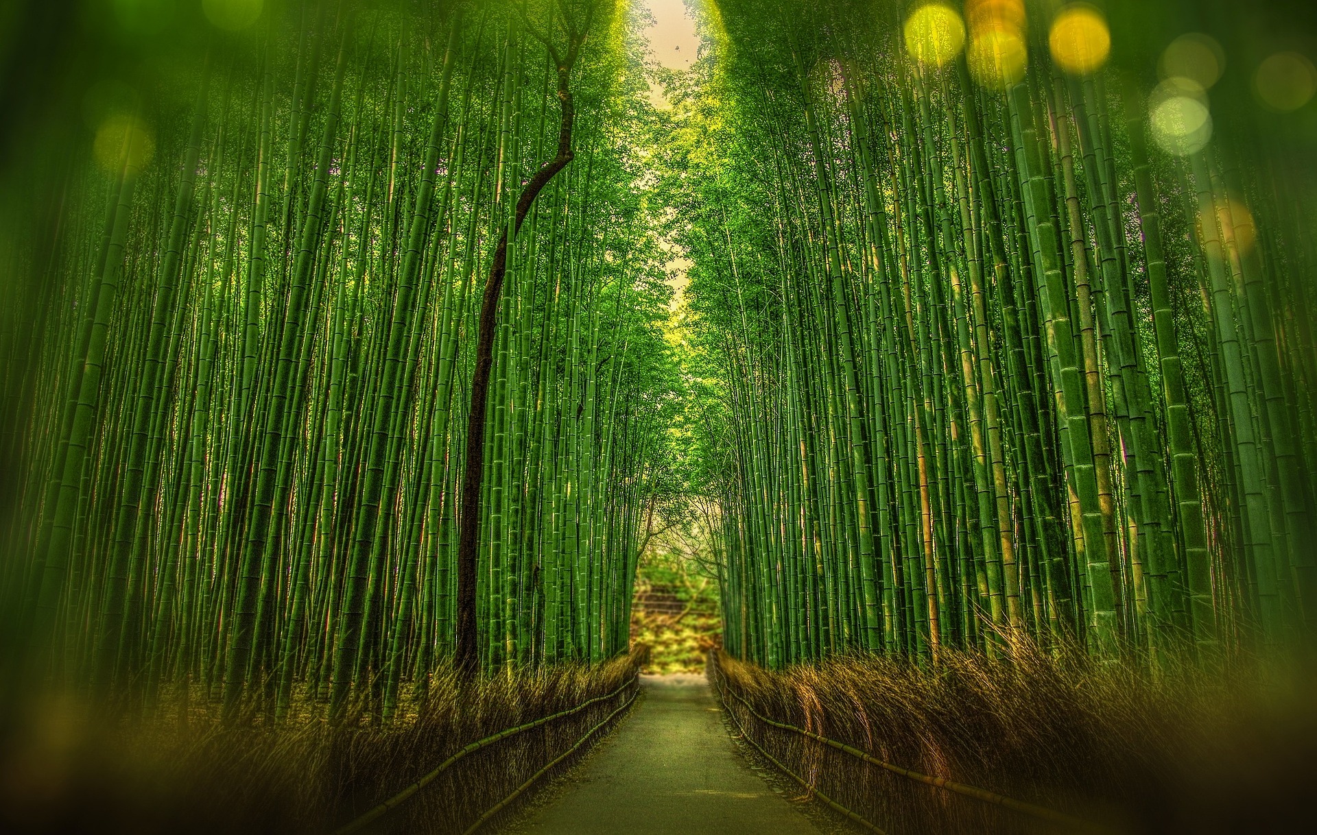 natural beauty of the bamboo forest