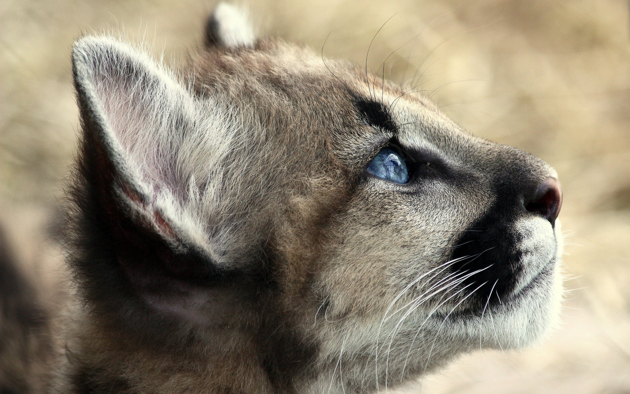 Cougar (Animal) Wallpaper (